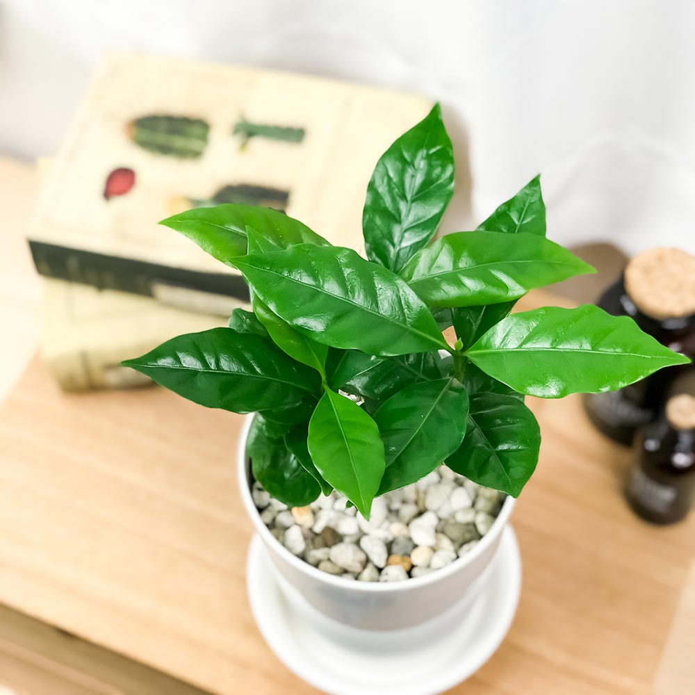 PLANCHU 観葉植物 コーヒーノキ アラビカ 4号鉢 受け皿付き 育て方説明書付き Coffea arabica コーヒーの木 珈琲の木 アラビカコーヒー planchu-10000421 プランチュ 楽天市場店 サンプル画像2