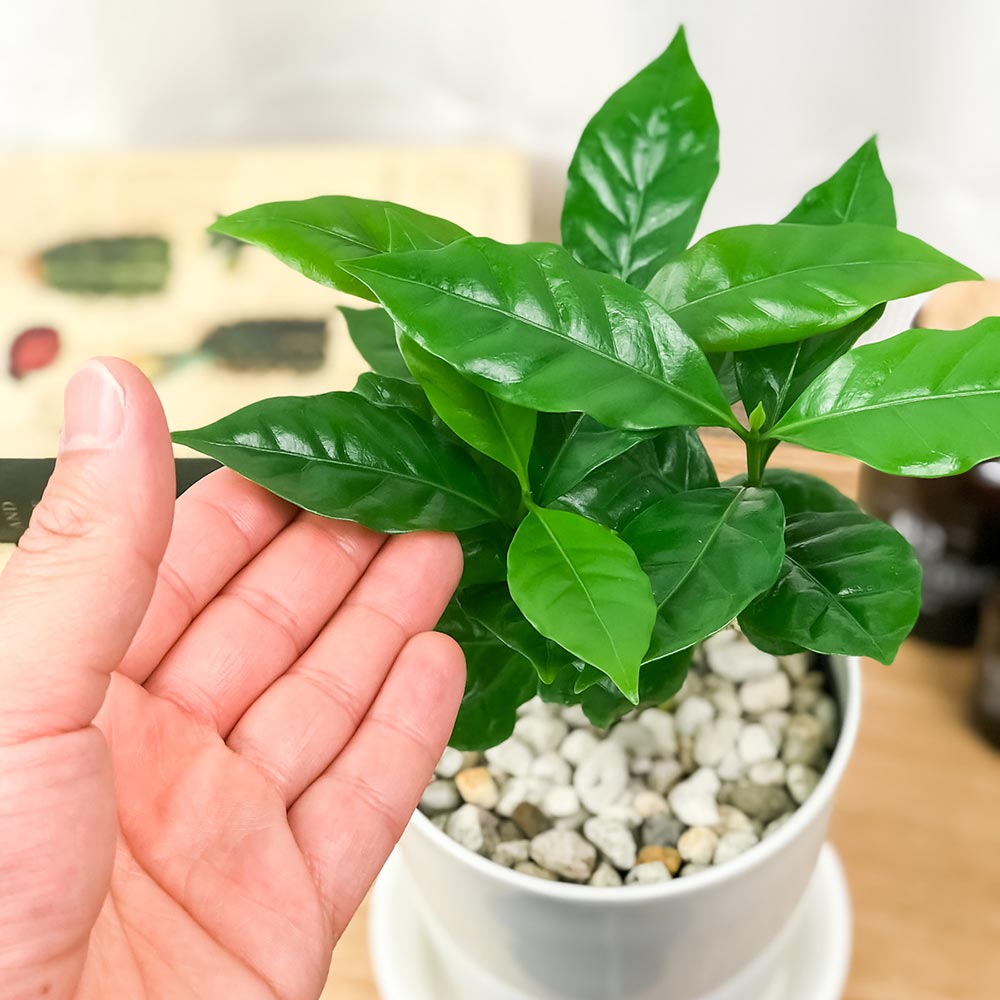 PLANCHU 観葉植物 コーヒーノキ アラビカ 4号鉢 受け皿付き 育て方説明書付き Coffea arabica コーヒーの木 珈琲の木 アラビカコーヒー planchu-10000421 プランチュ 楽天市場店 サンプル画像3