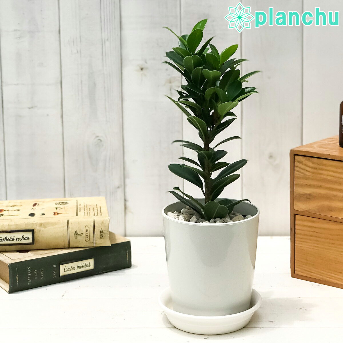 PLANCHU 観葉植物 ガジュマル ベビーリーフ 4号鉢 受け皿付き 育て方説明書付き Ficus ‘Baby Leaf’ フィカス 矮性ガジュマル 精霊の宿る木