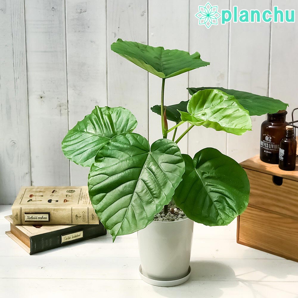 PLANCHU 観葉植物 フィカス ウンベラータ 4号鉢 受け皿付き 育て方説明書付き Ficus umbellata ゴムノキ