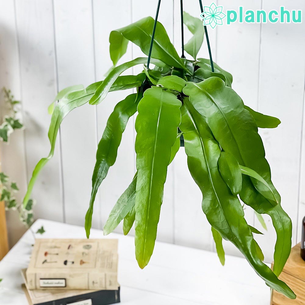 楽天市場】月下美人（観葉植物｜花・観葉植物）：花・ガーデン・DIYの通販