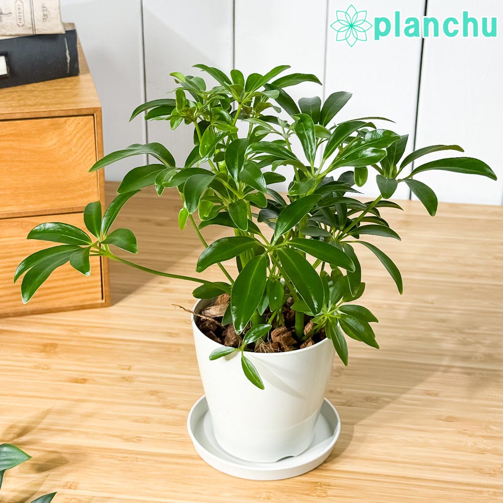 楽天市場】シェフレラ カポック（花・観葉植物｜花・ガーデン・DIY）の通販