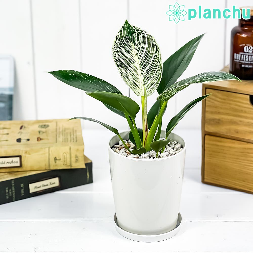 Rakuten - PLANCHU 観葉植物 フィロデンドロン バーキン 4号鉢 受け皿付き 育て方説明書付き Philodendron ‘Birkin’ アロイド