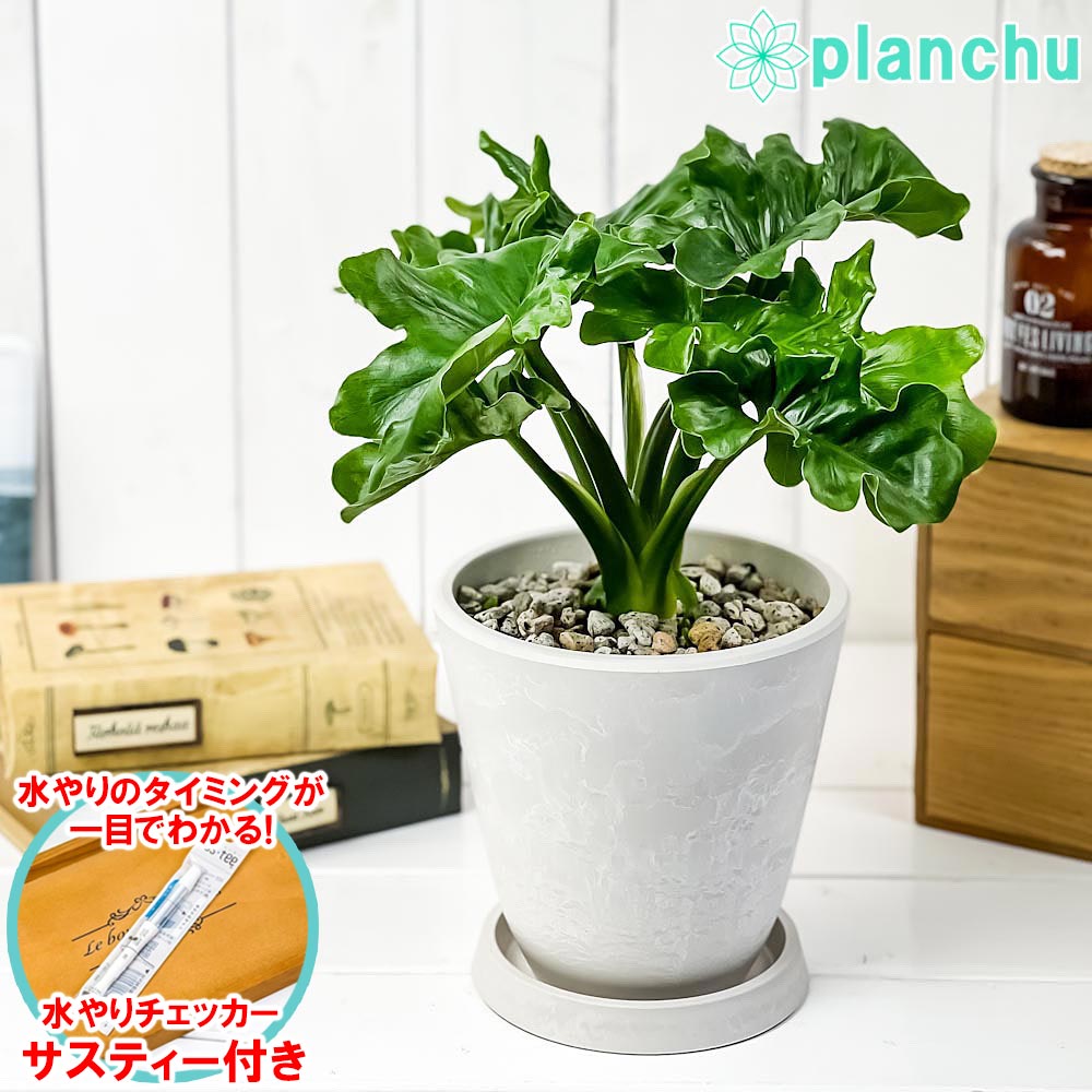 PLANCHU 観葉植物 フィロデンドロン セローム スーパーアトム 5号樹脂鉢 ホワイト サスティー付き 受け皿付き 育て方説明書付き アロイド