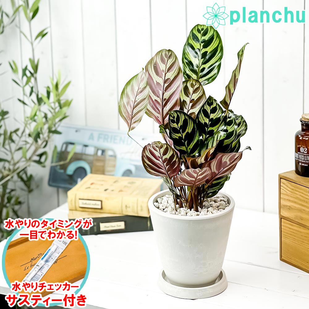 樂天商城 - PLANCHU 観葉植物 カラテア マコヤナ 5号樹脂鉢 ホワイト サスティー付き 受け皿付き 育て方説明書付き Calathea makoyana 五色矢羽根芭蕉 ゴシキヤバネバショウ