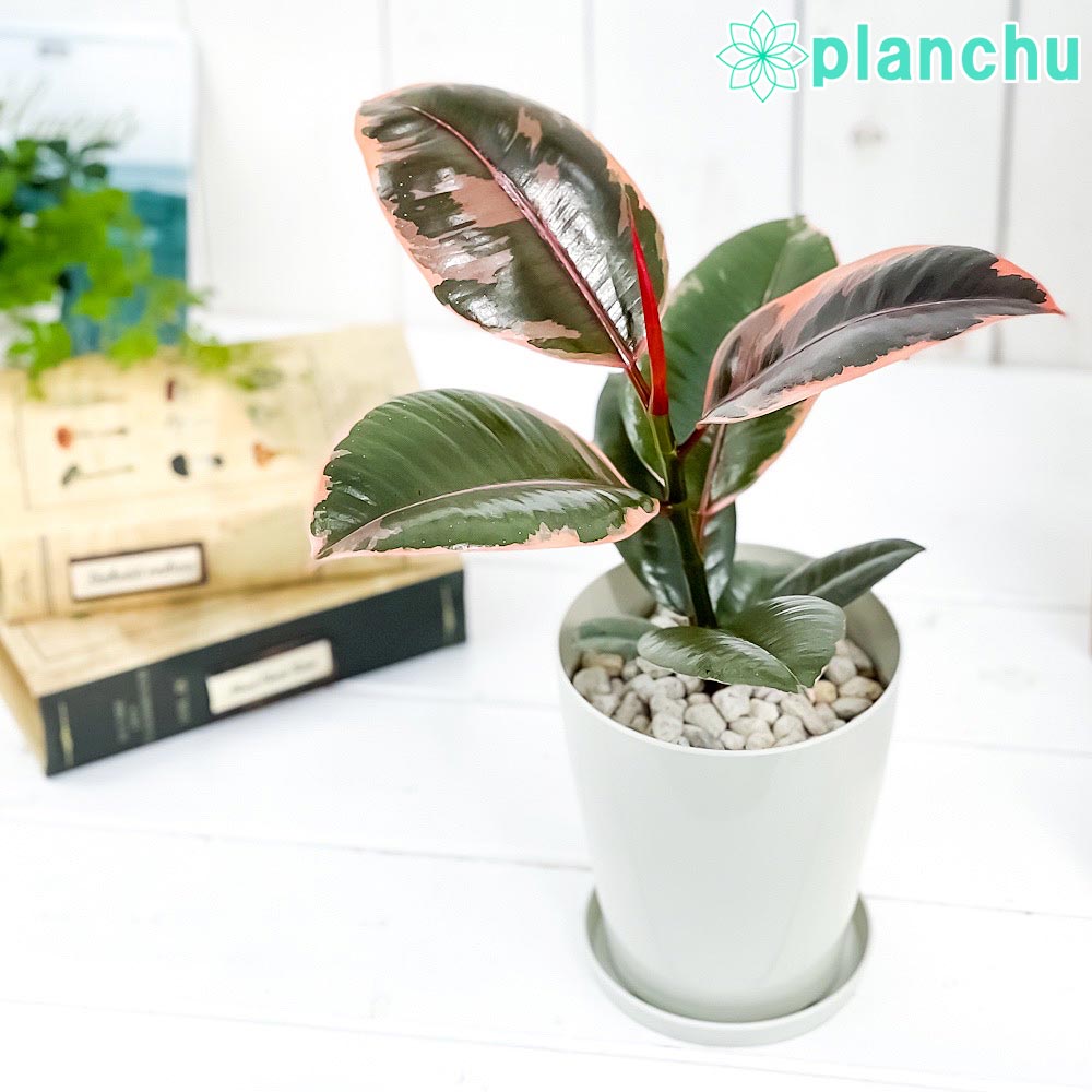 PLANCHU 観葉植物 フィカス ルビー 4号鉢 受け皿付き 育て方説明書付き Ficus elastica ‘Ruby’ インドゴムノキ