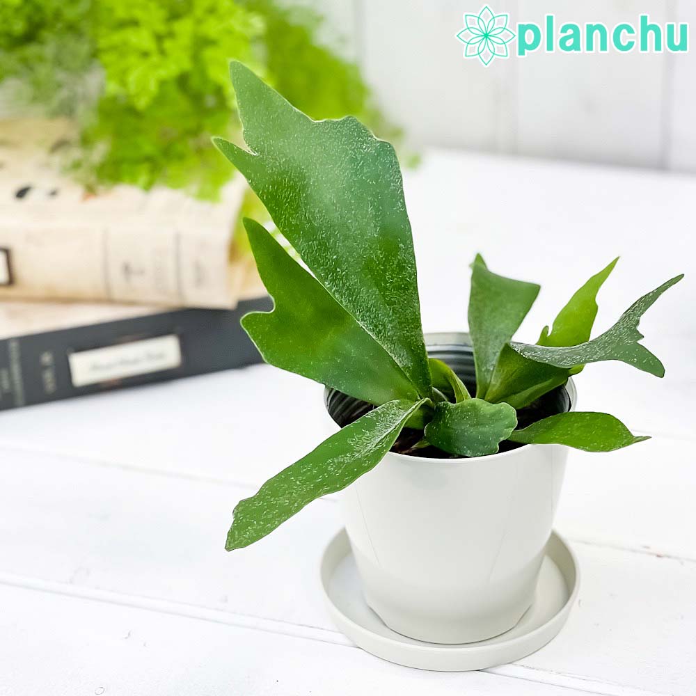PLANCHU 観葉植物 プラティケリウム アルキコルネ 3.5号鉢 受け皿付き 育て方説明書付き Platycerium alcicorne アルシコルネ ビカクシダ コウモリラン シダ植物