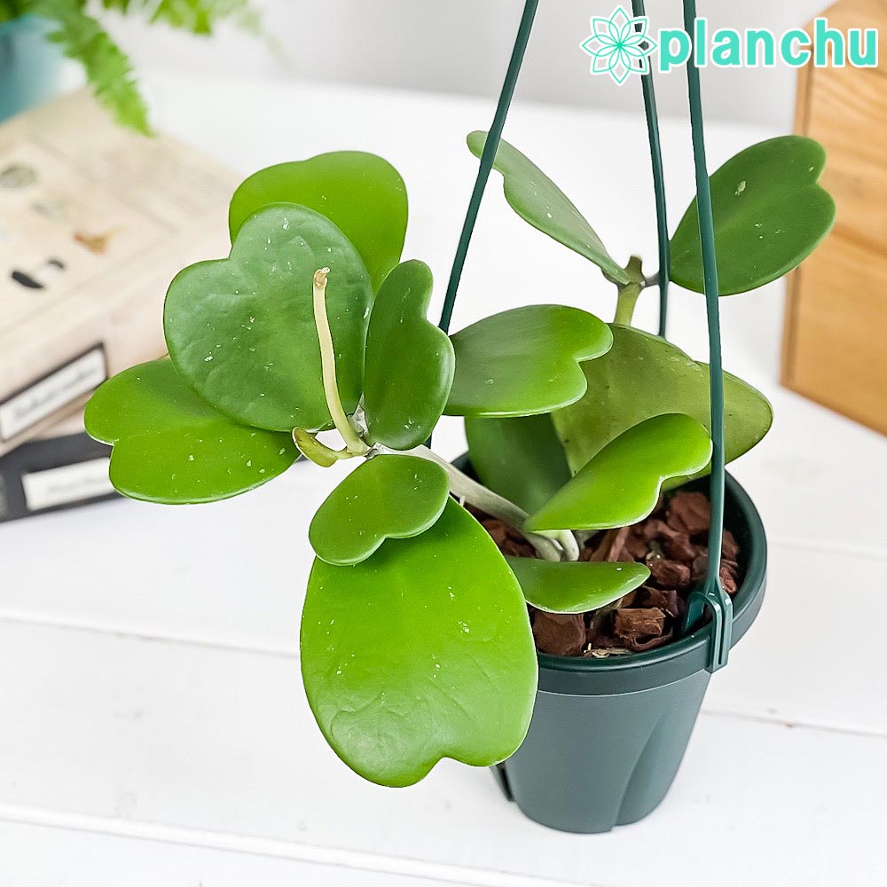 楽天市場】HOYA（花・観葉植物｜花・ガーデン・DIY）の通販