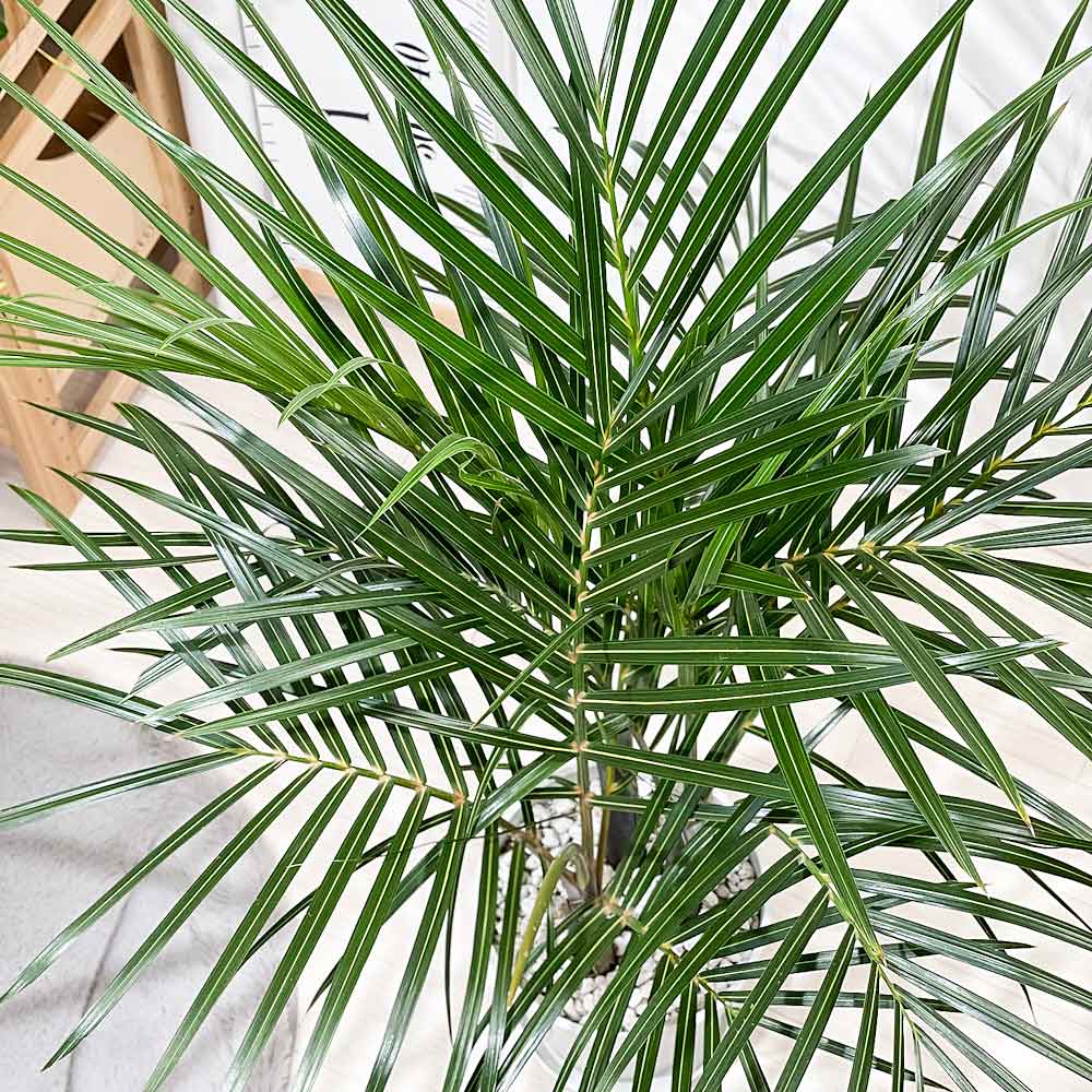 PLANCHU 観葉植物 トックリヤシモドキ 7号鉢 受け皿付き 育て方説明書付き Hyophor...