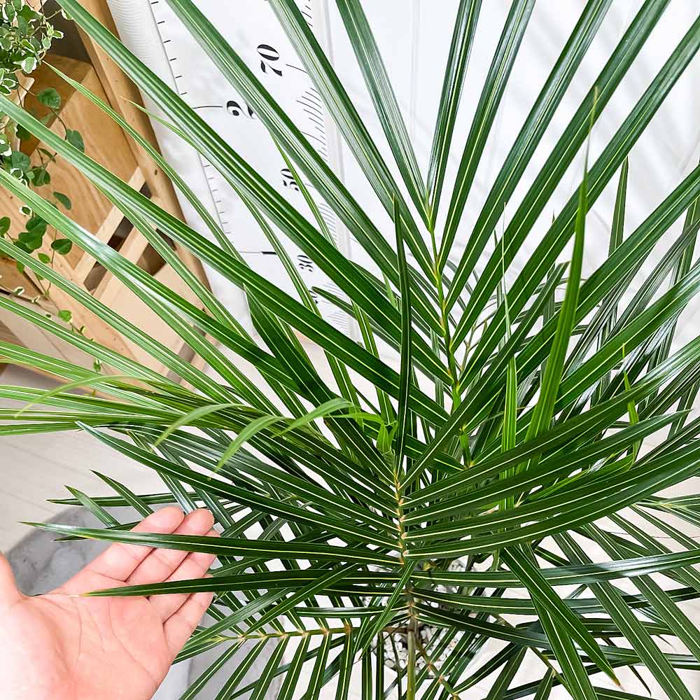 PLANCHU 観葉植物 トックリヤシモドキ 7号鉢 受け皿付き 育て方説明書付き Hyophor...