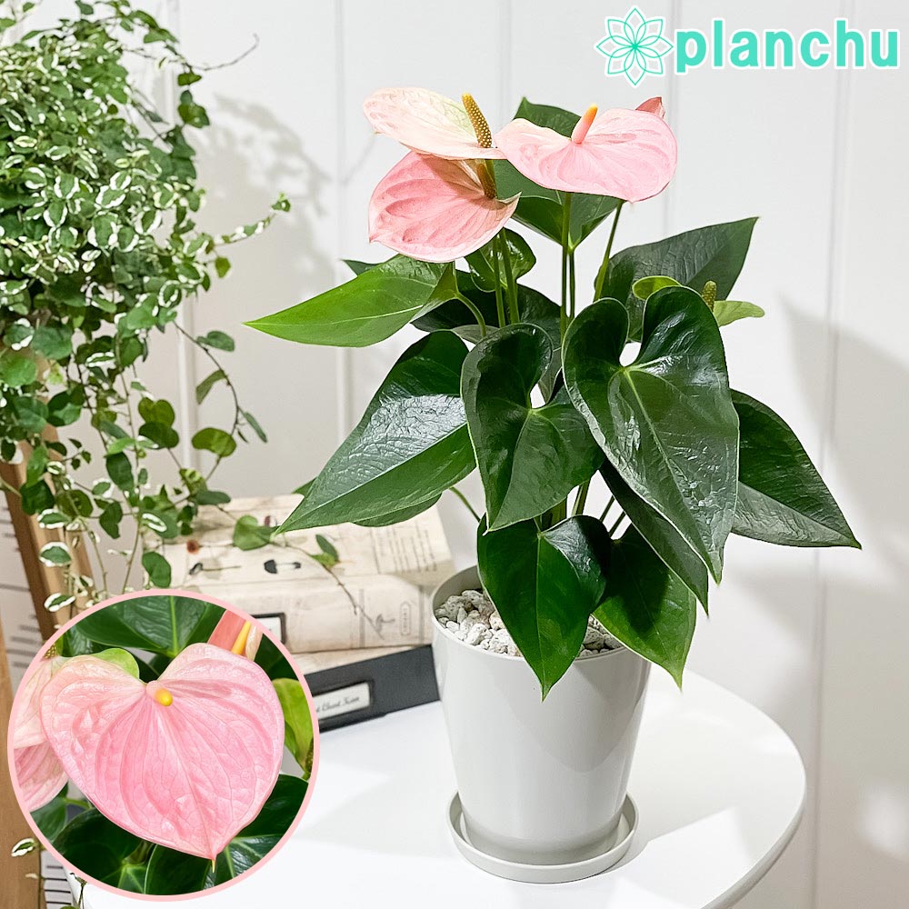 樂天商城 - PLANCHU 観葉植物 アンスリウム スイートドリーム 4号鉢 受け皿付き 育て方説明書付き Anthurium andraeanum ‘Sweet Dream’ アンスリューム アロイド 鉢花 ピンク系