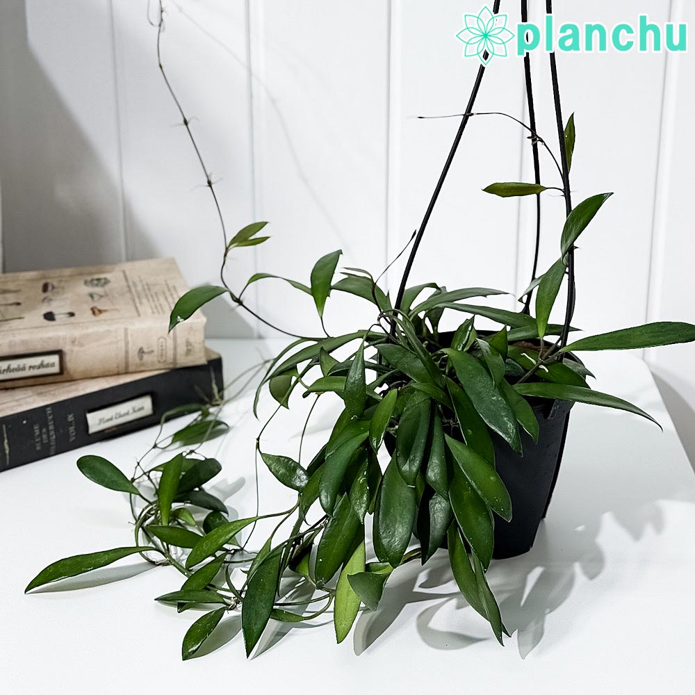 楽天市場】プヤ（花・観葉植物｜花・ガーデン・DIY）の通販