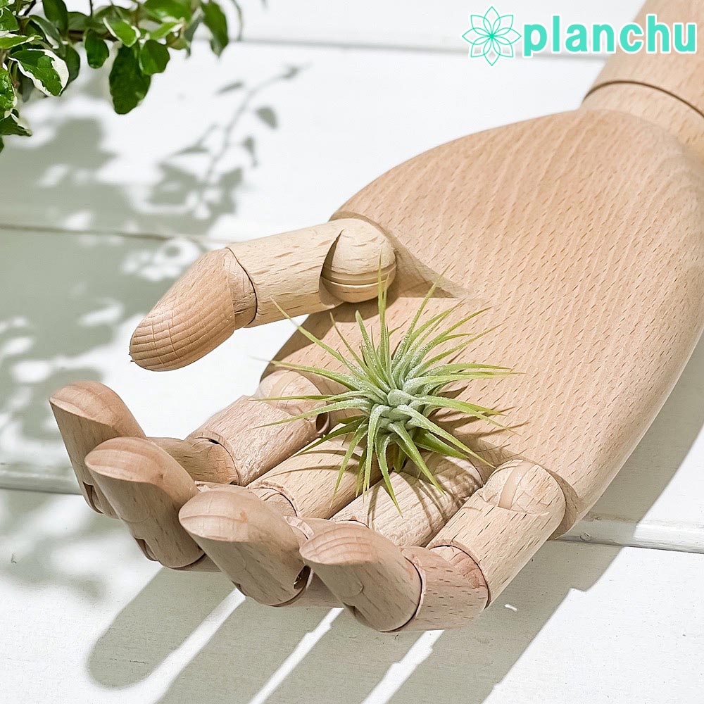 PLANCHU エアプランツ ティランジア イオナンタ Sサイズ 1株 W3×H3cm前後 育て方説明書付き Tillandsia ionantha エアープランツ チランジア