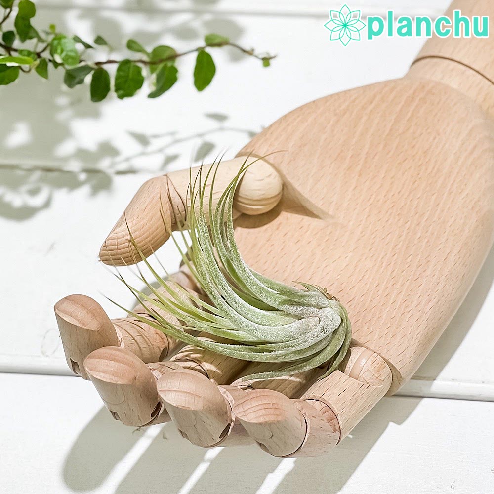 PLANCHUエアプランツティラン...