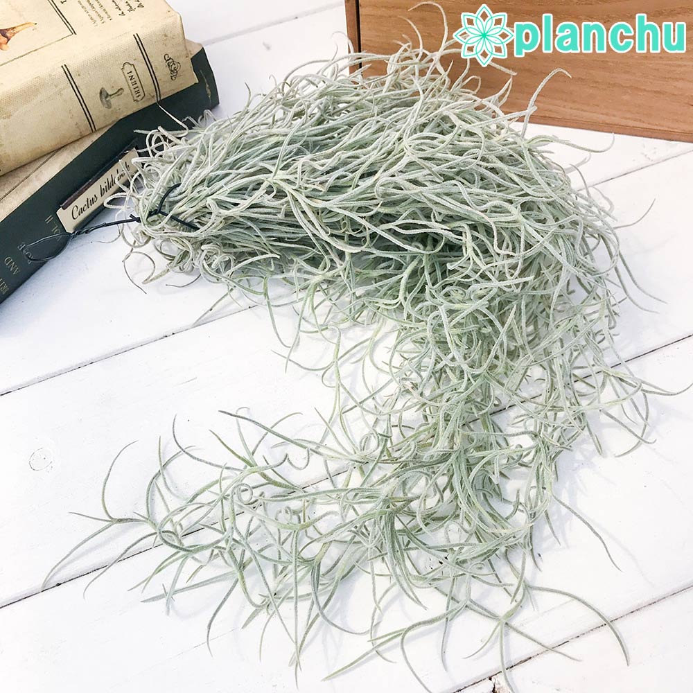 商品画像2