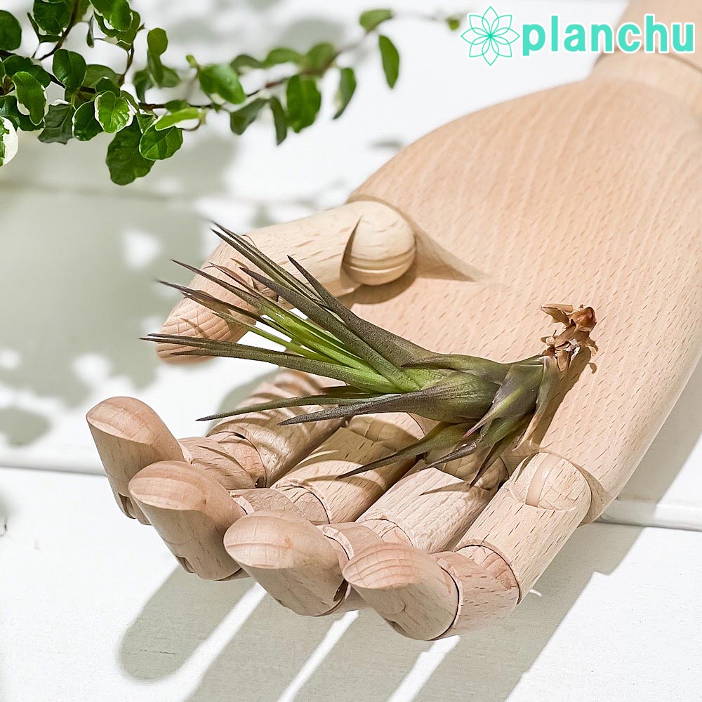 PLANCHUメール便発送エアプラ...