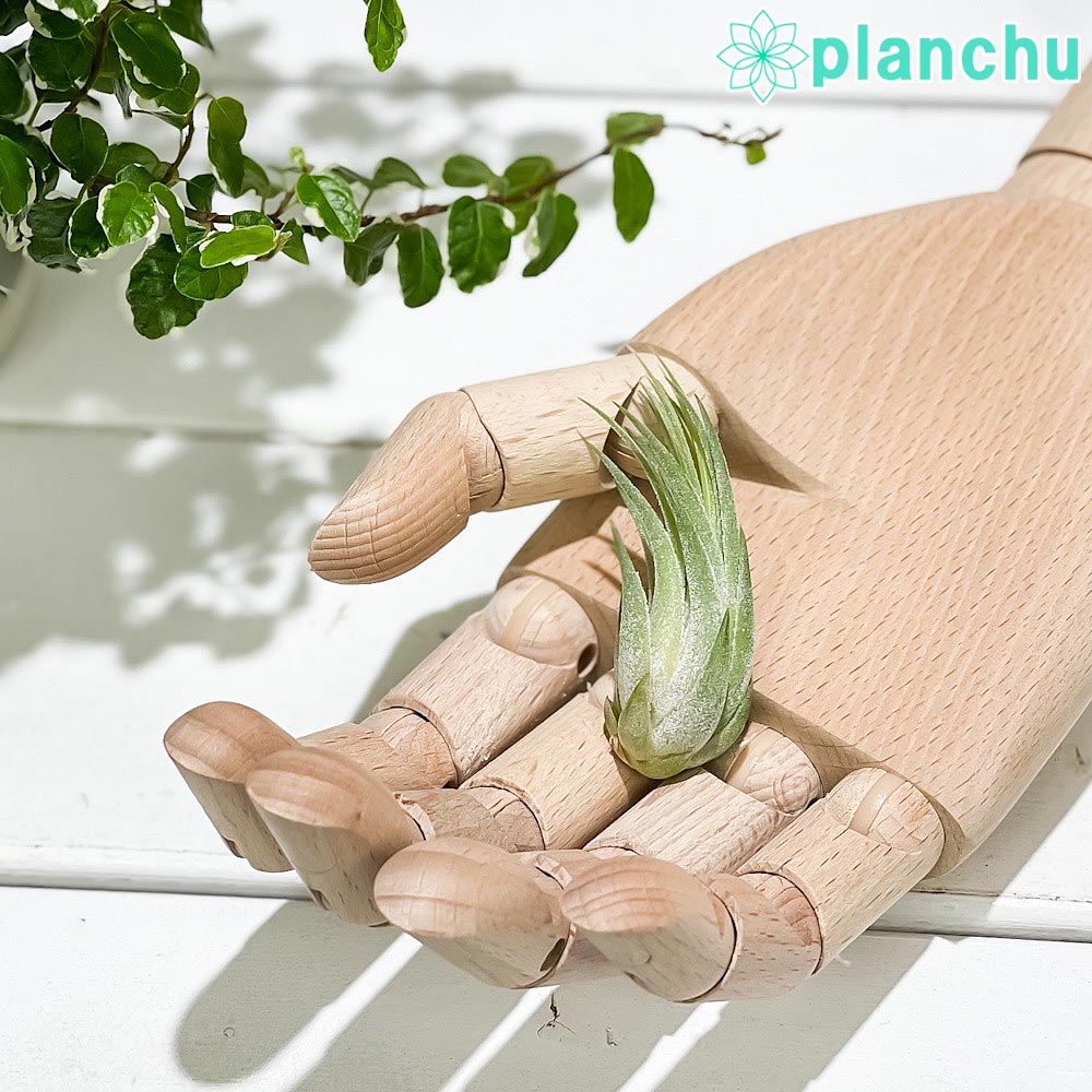 PLANCHUメール便発送エアプラ...