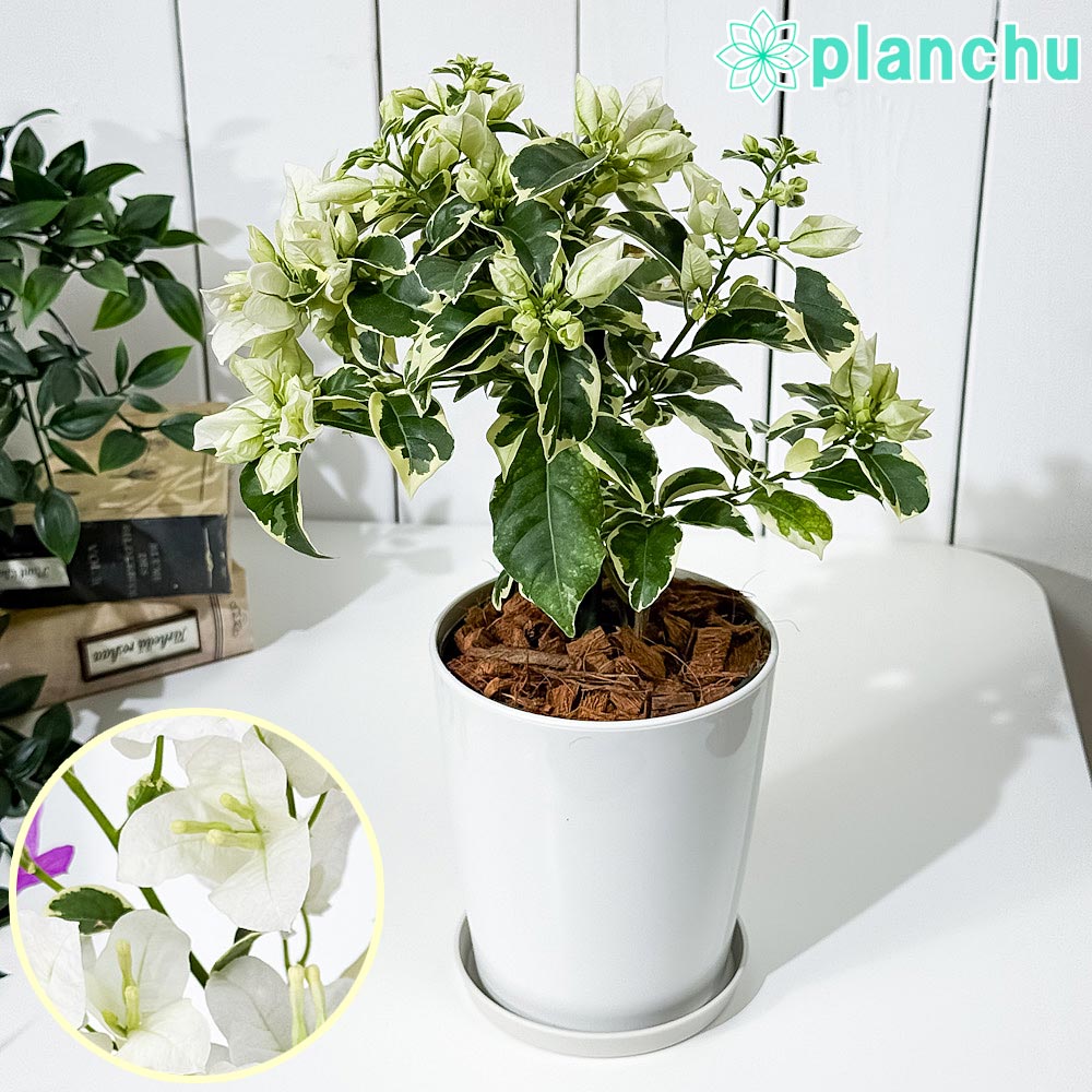 ブーゲンビレア　ブーゲンビリア　苗　花木　観葉植物　M 楽天市場】ブーゲンビリア 6号の通販