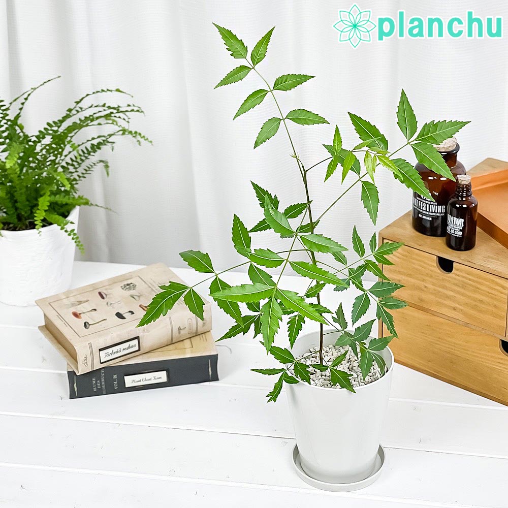 PLANCHU 観葉植物 ミラクルニーム 4号鉢 受け皿付き 育て方説明書付き Azadirachta indica 神秘の樹木 虫除け植物
