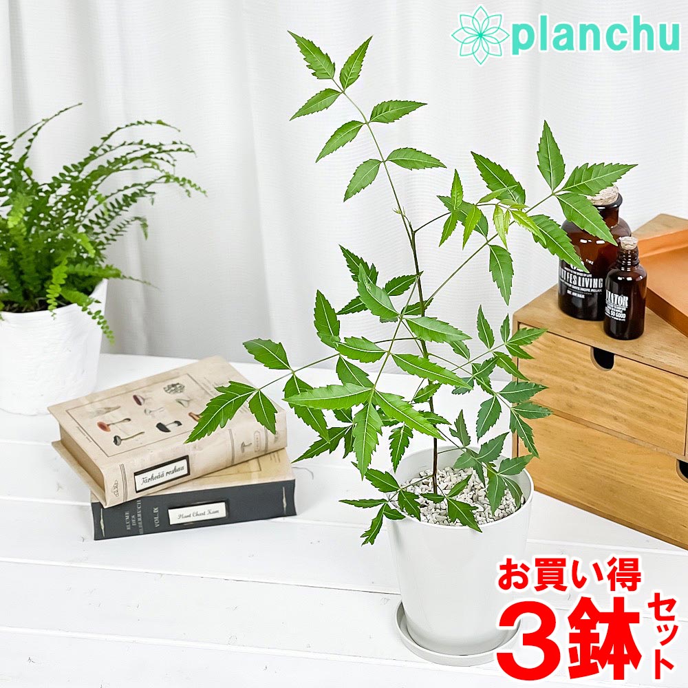 Rakuten - PLANCHU 観葉植物 ミラクルニーム 4号鉢 3鉢セット 受け皿付き 育て方説明書付き Azadirachta indica 神秘の樹木 虫除け植物