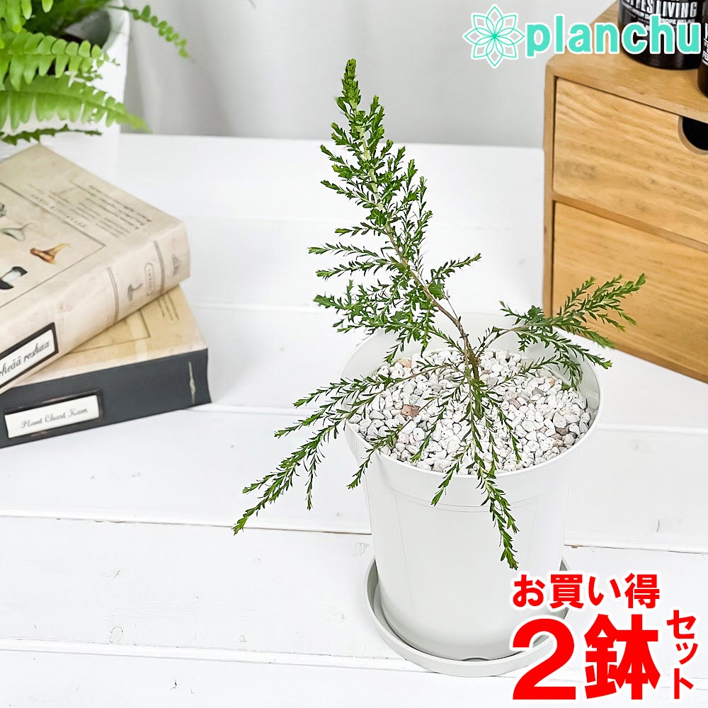 【セット内容】 モスキートブロッカー 4号鉢 × 2 【商品サイズ（約）】 鉢サイズ：直径12cmプラスチック鉢 【どんな植物？】 英名では「レモンセンテッド・ティーツリー」と呼ばれ、葉に触れると爽やかなレモンの香りが楽しめます。フトモモ科の植物に多く含まれる「シトロネラ」という成分がモスキートブロッカーにはたくさん含まれており、それが蚊に対して忌避効果を発揮するとされています。常緑で生長しても樹高3m程で、初夏には白く美しい花を楽しめます。葉は乾燥させてポプリにできるほか、ハーブティーとしても利用できます。 ※品種登録番号 第18658号：本品種は無断での増殖・販売が禁じられています。 【育て方のポイント】 置き場所は日向〜半日蔭の場所が適しています。比較的耐寒性がある為、寒冷地以外では戸外で越冬可能です。水やりは土の表面が乾いたらたっぷりと与えます。