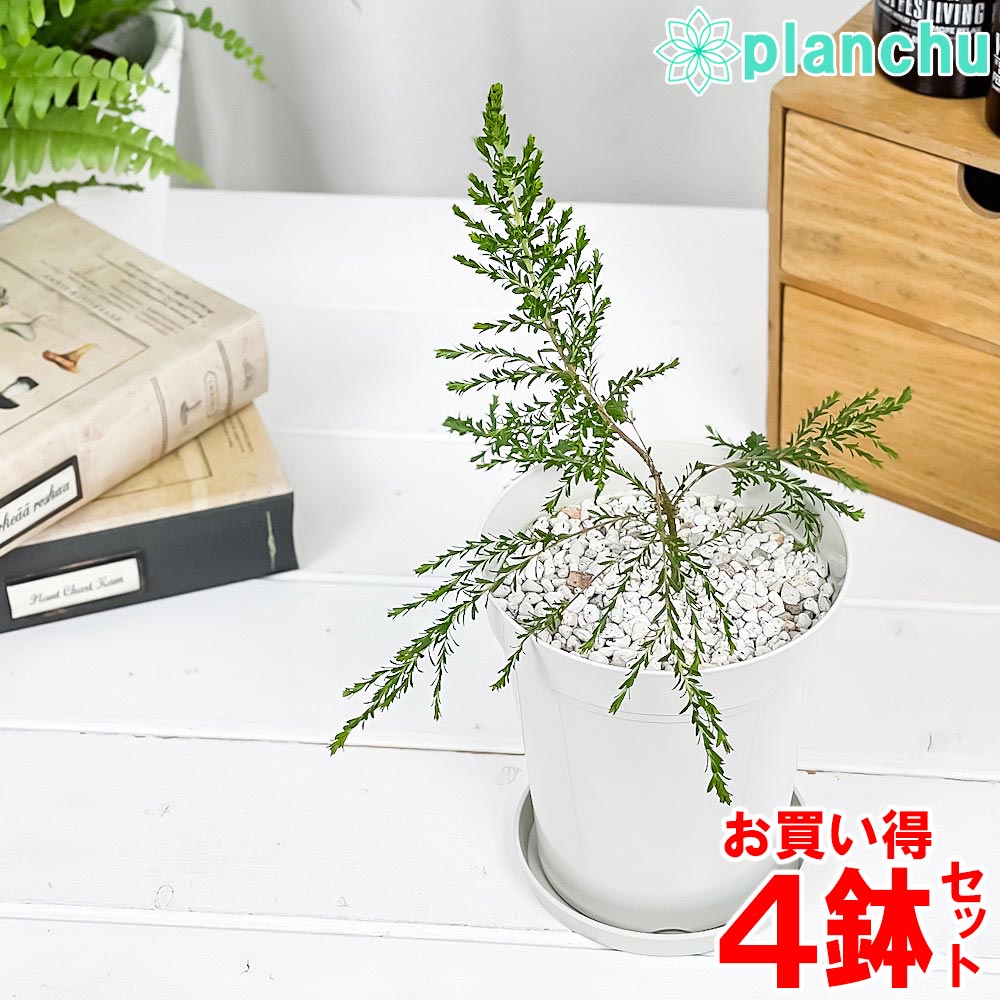 【セット内容】 モスキートブロッカー 4号鉢 × 4 【商品サイズ（約）】 鉢サイズ：直径12cmプラスチック鉢 【どんな植物？】 英名では「レモンセンテッド・ティーツリー」と呼ばれ、葉に触れると爽やかなレモンの香りが楽しめます。フトモモ科の植物に多く含まれる「シトロネラ」という成分がモスキートブロッカーにはたくさん含まれており、それが蚊に対して忌避効果を発揮するとされています。常緑で生長しても樹高3m程で、初夏には白く美しい花を楽しめます。葉は乾燥させてポプリにできるほか、ハーブティーとしても利用できます。 ※品種登録番号 第18658号：本品種は無断での増殖・販売が禁じられています。 【育て方のポイント】 置き場所は日向〜半日蔭の場所が適しています。比較的耐寒性がある為、寒冷地以外では戸外で越冬可能です。水やりは土の表面が乾いたらたっぷりと与えます。