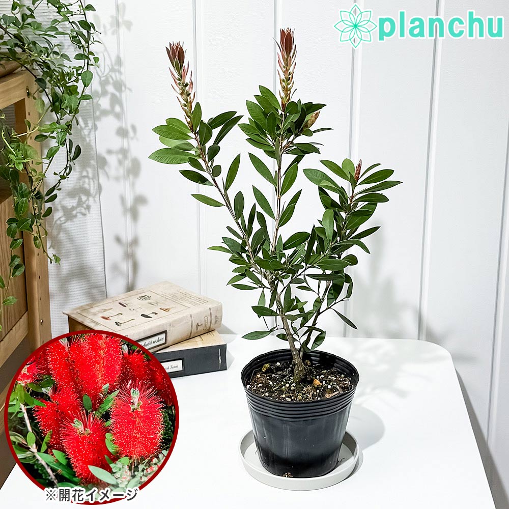 樂天商城 - PLANCHU 花木 カリステモン レッド 4号ポット Callistemon ブラシノキ キンポウジュ 金宝樹 オージープランツ 庭木