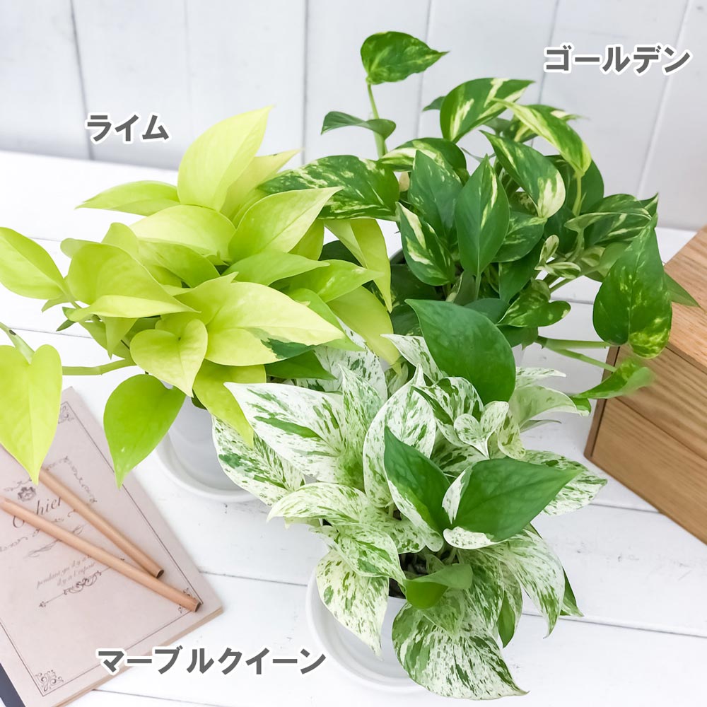 観葉植物 ポトス 3種セット ゴールデン ライム マーブルクイーン 4号鉢 受け皿付き...