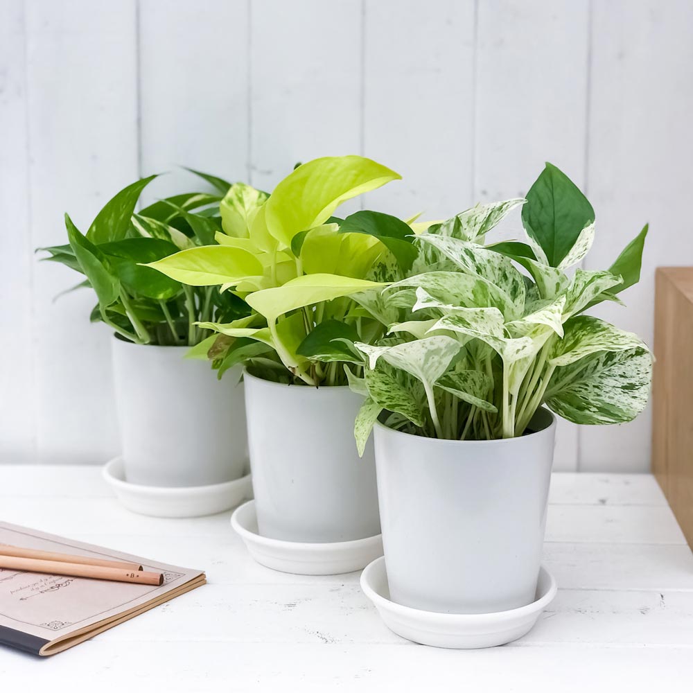 観葉植物 ポトス 3種セット ゴールデン ライム マーブルクイーン 4号鉢 受け皿付き...