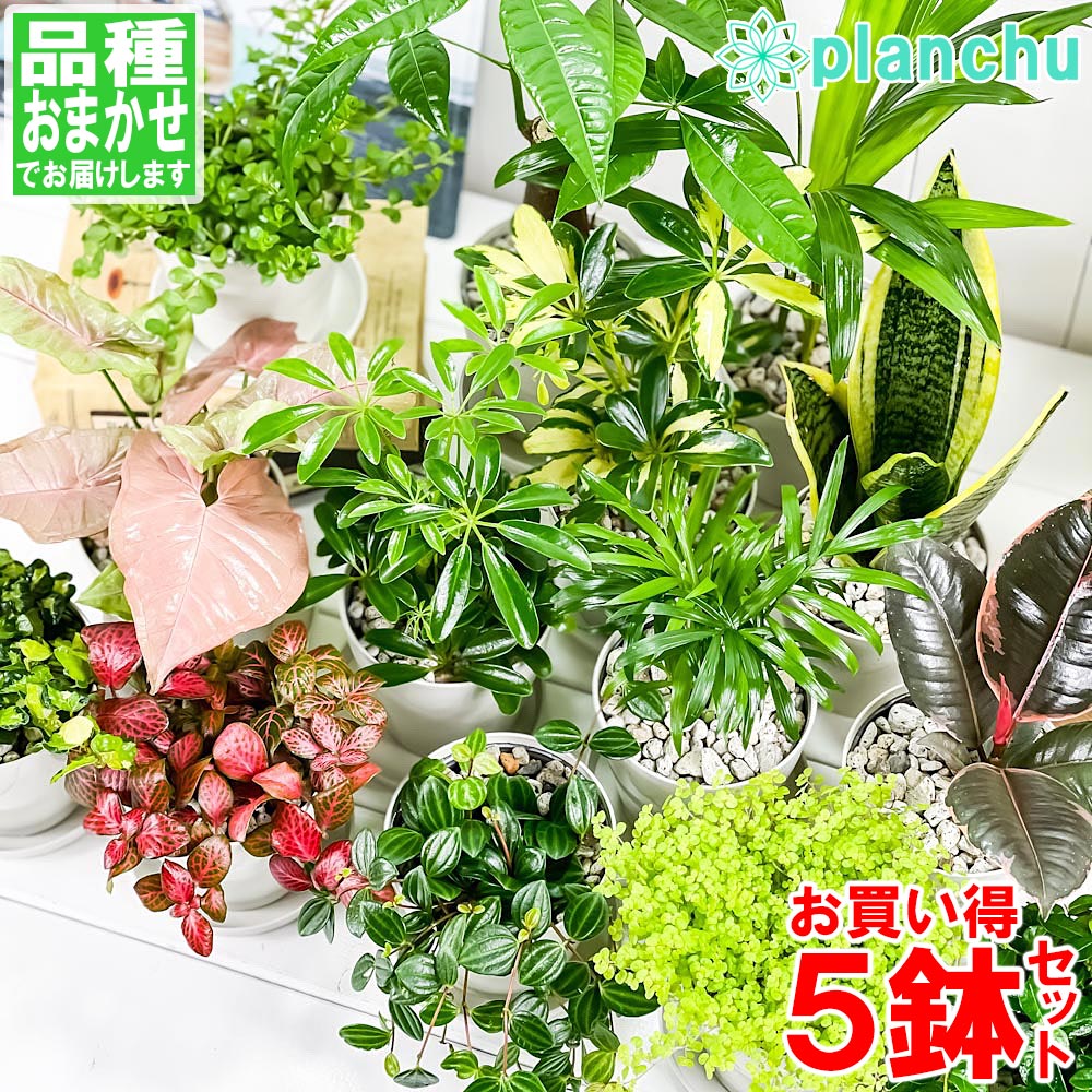 樂天商城 - 観葉植物 お試しミニ観葉 5種セット 品種おまかせ 3.5号鉢 受け皿付き 育て方説明書付き