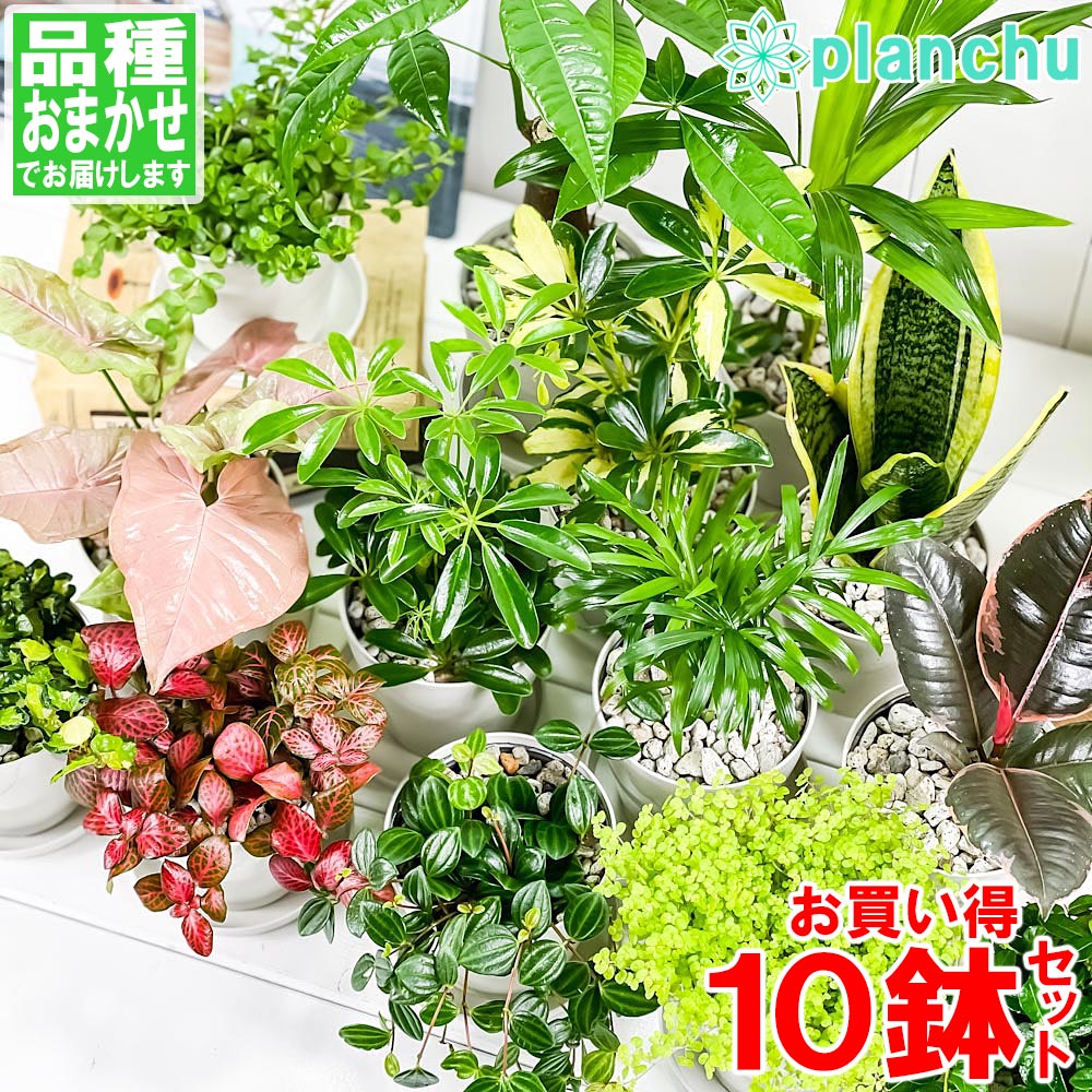 Other - 観葉植物 お試しミニ観葉 10種セット 品種おまかせ 3.5号鉢 受け皿付き 育て方説明書付き