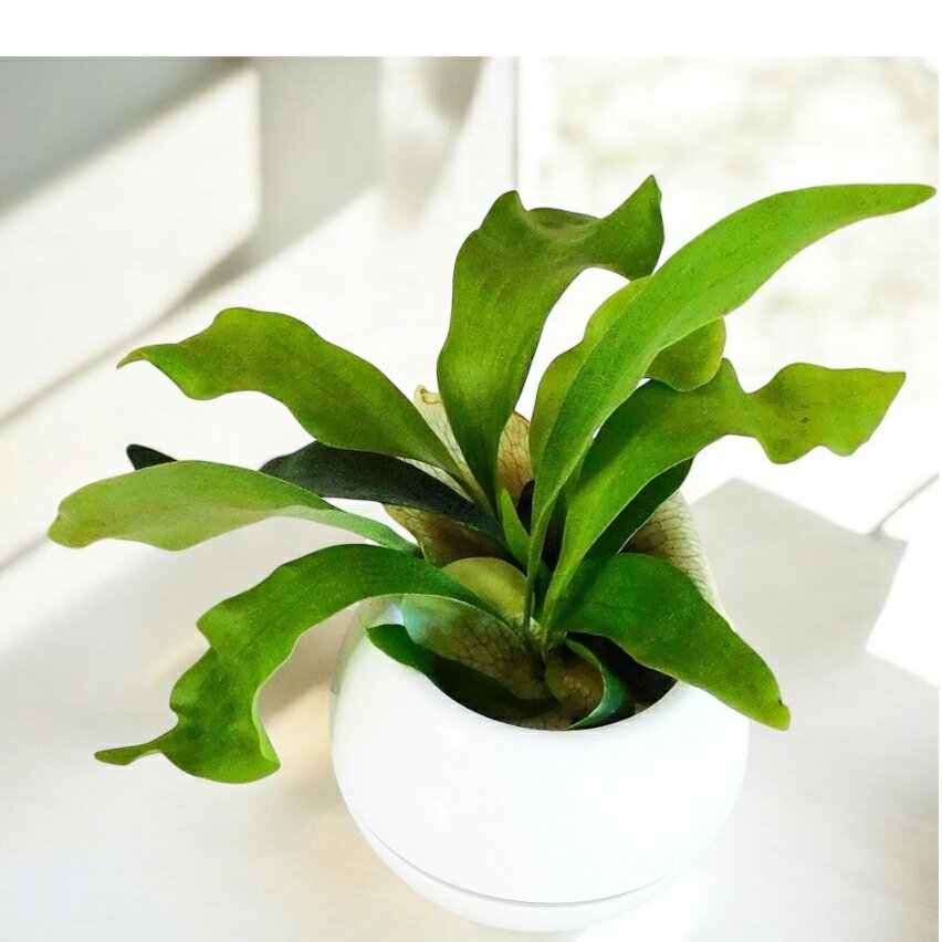 楽天市場】20cm(種類(植物)ビカクシダ・高さ(植物)~ 70.9 楽天市場】20cm(種類(植物)ビカクシダ・高さ(植物)~ 70.9
