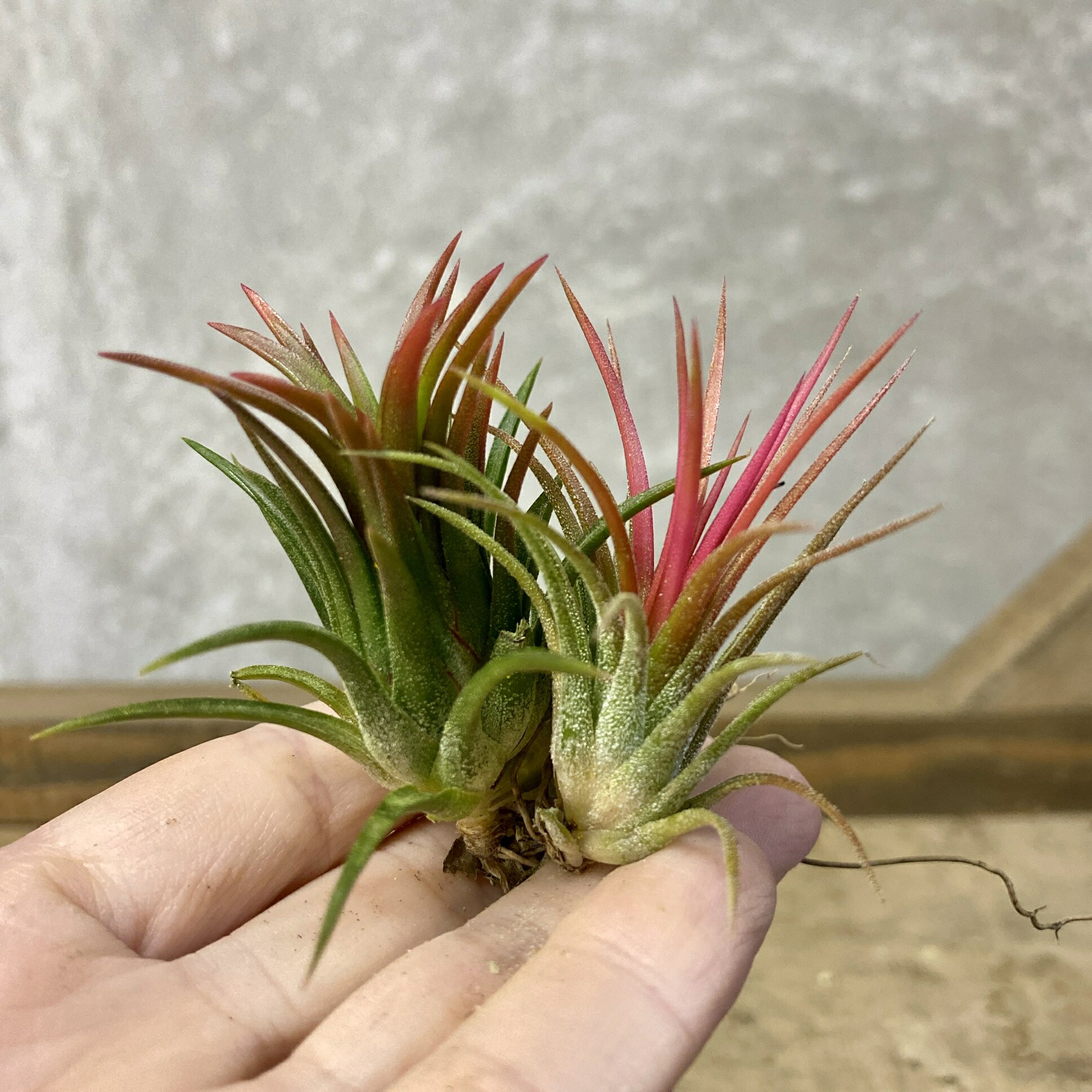 チランジア　イオナンタ フエゴ　2株set