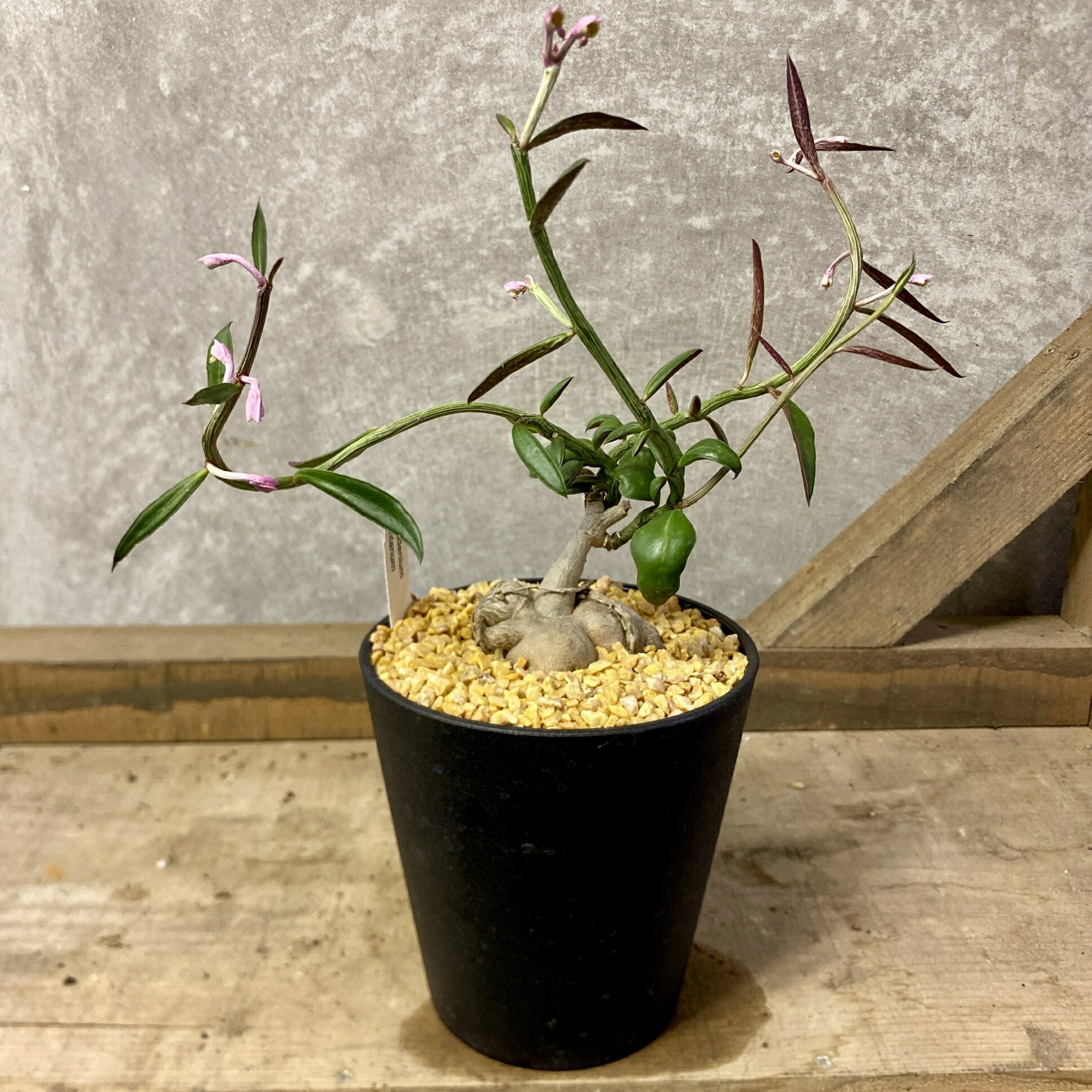 塊根植物　モナデニウム　ルベルム