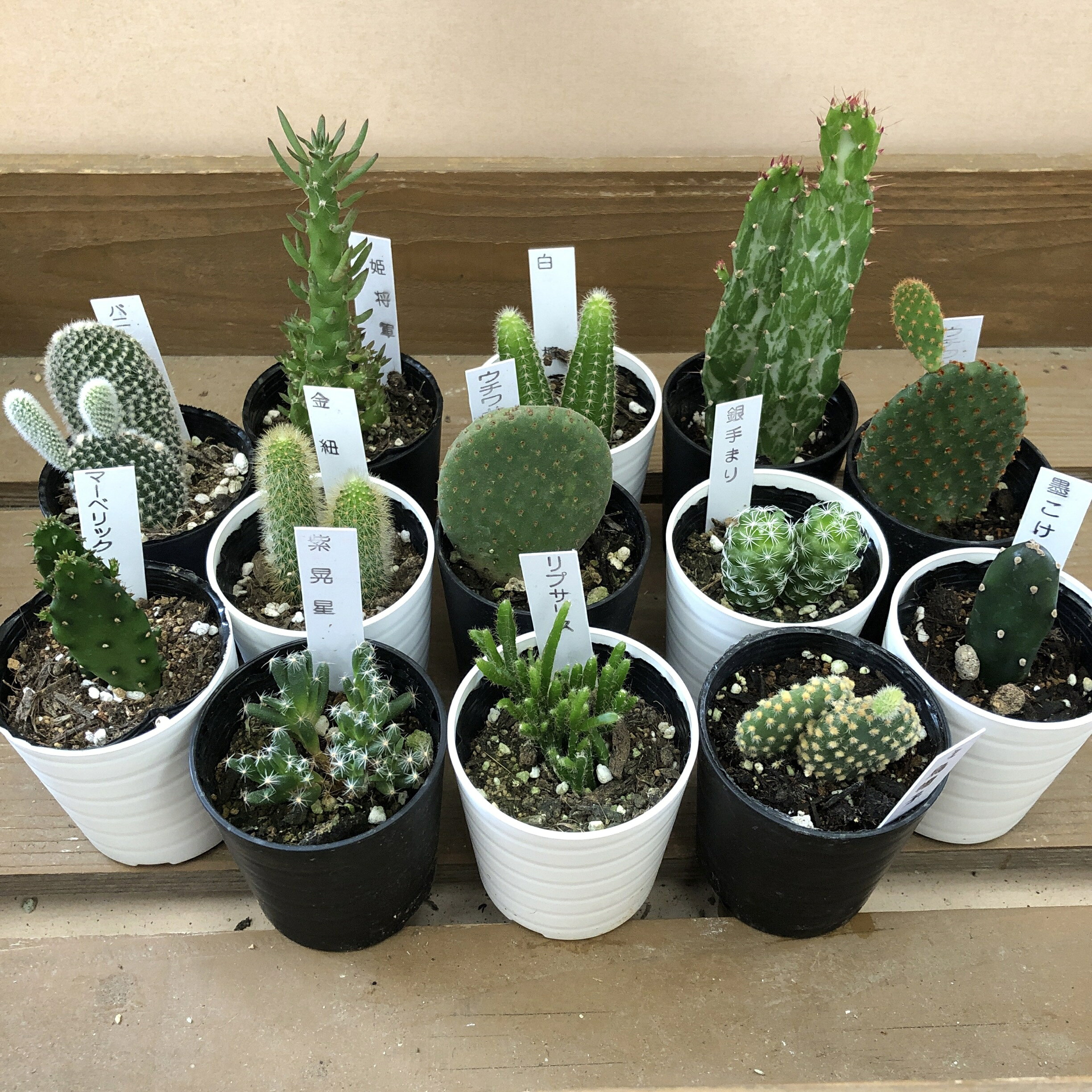 サボテン　おまかせ　8鉢set