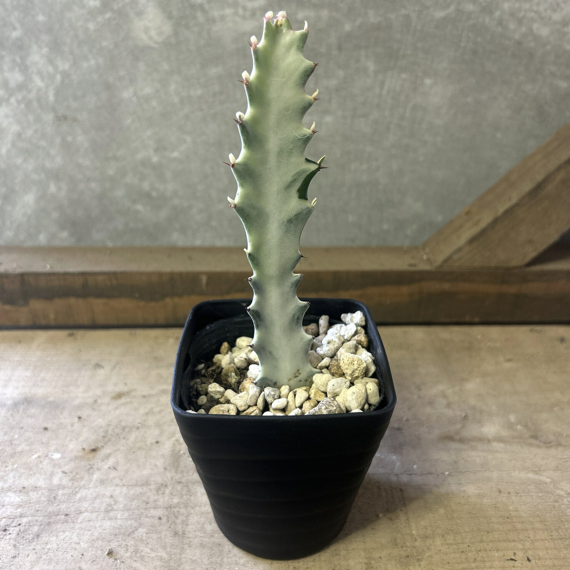 楽天市場】ホワイトゴースト 植物の通販