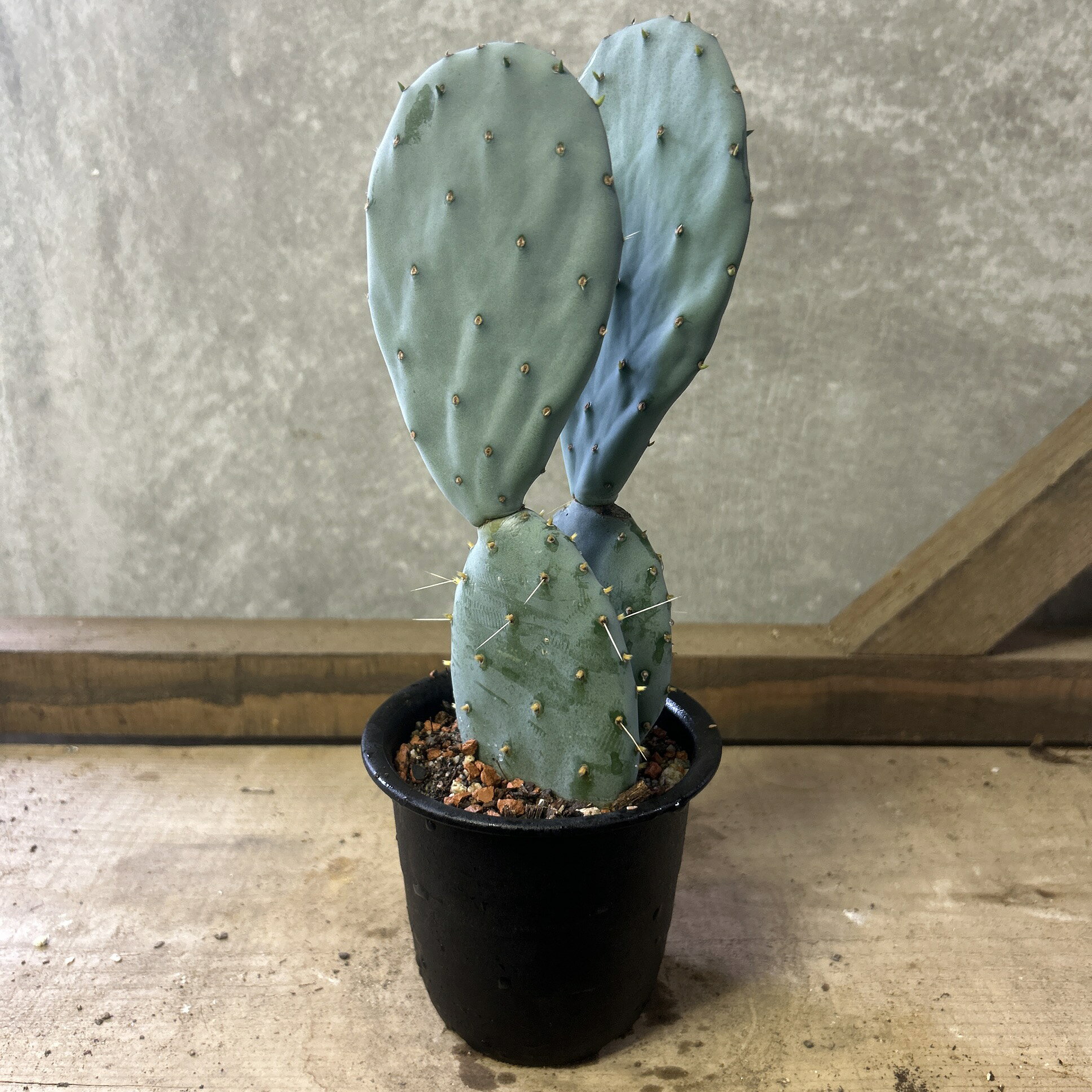 楽天市場】ウチワサボテン（サイズ（花束・観葉植物・盆栽）ミニ）（花
