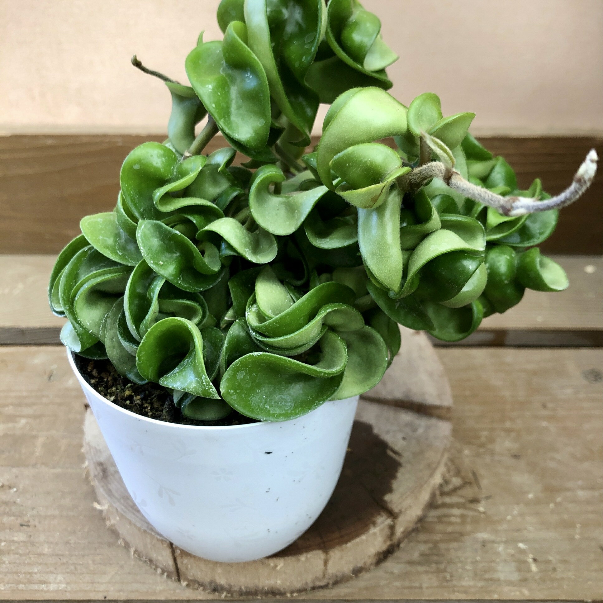 楽天市場】ホヤ 観葉植物(サイズ(植木鉢)~ 3号)の通販 楽天市場】ホヤ 観葉植物(サイズ(植木鉢)~ 3号)の通販