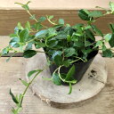 観葉植物 つる性ガジュマル フィカス シャングリラ