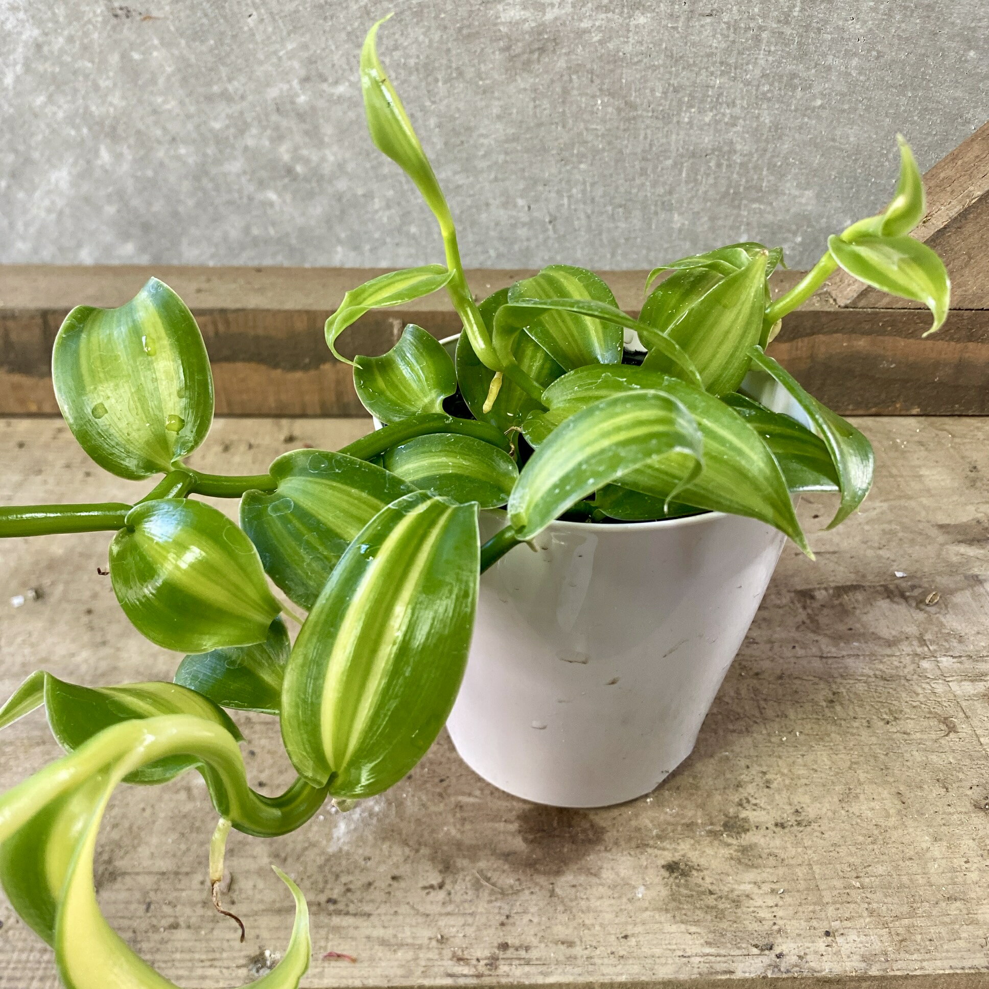 観葉植物　バニラの木