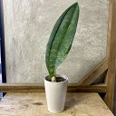 観葉植物 サンスベリア マッソニアーナ