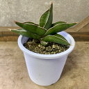 観葉植物 サンスベリア サムライドワーフ