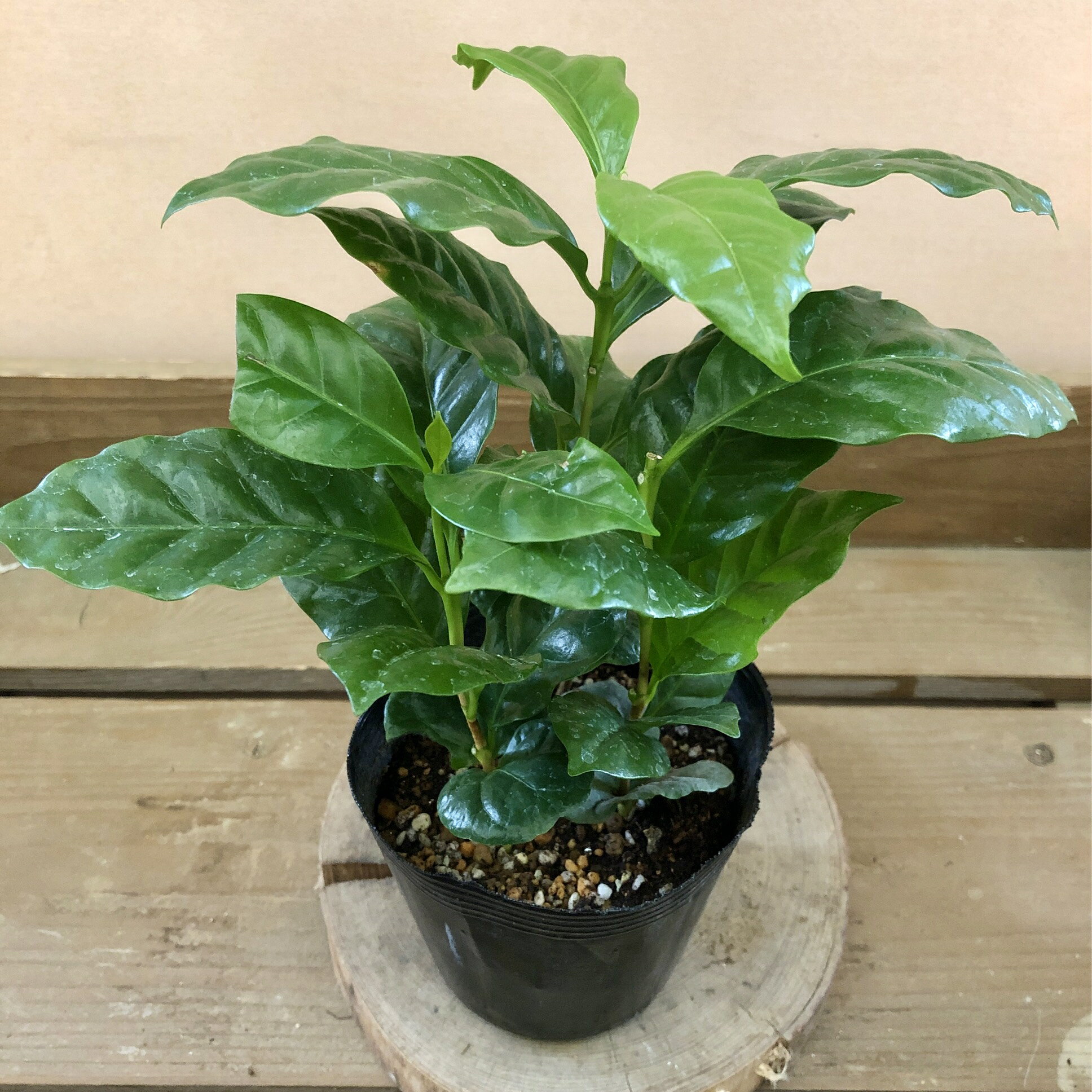 観葉植物　コーヒの木