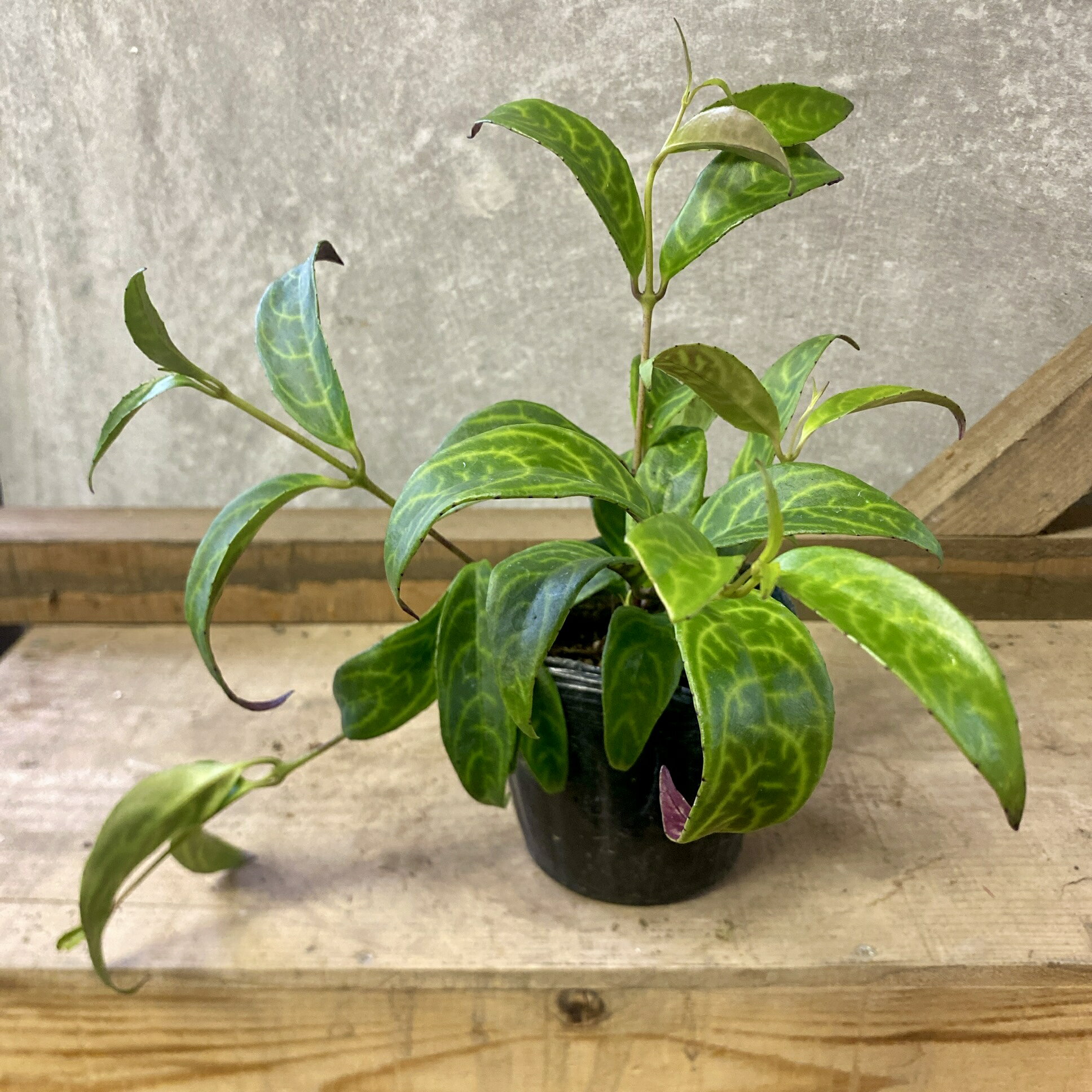 観葉植物　エスキナンサス　マルモラタス