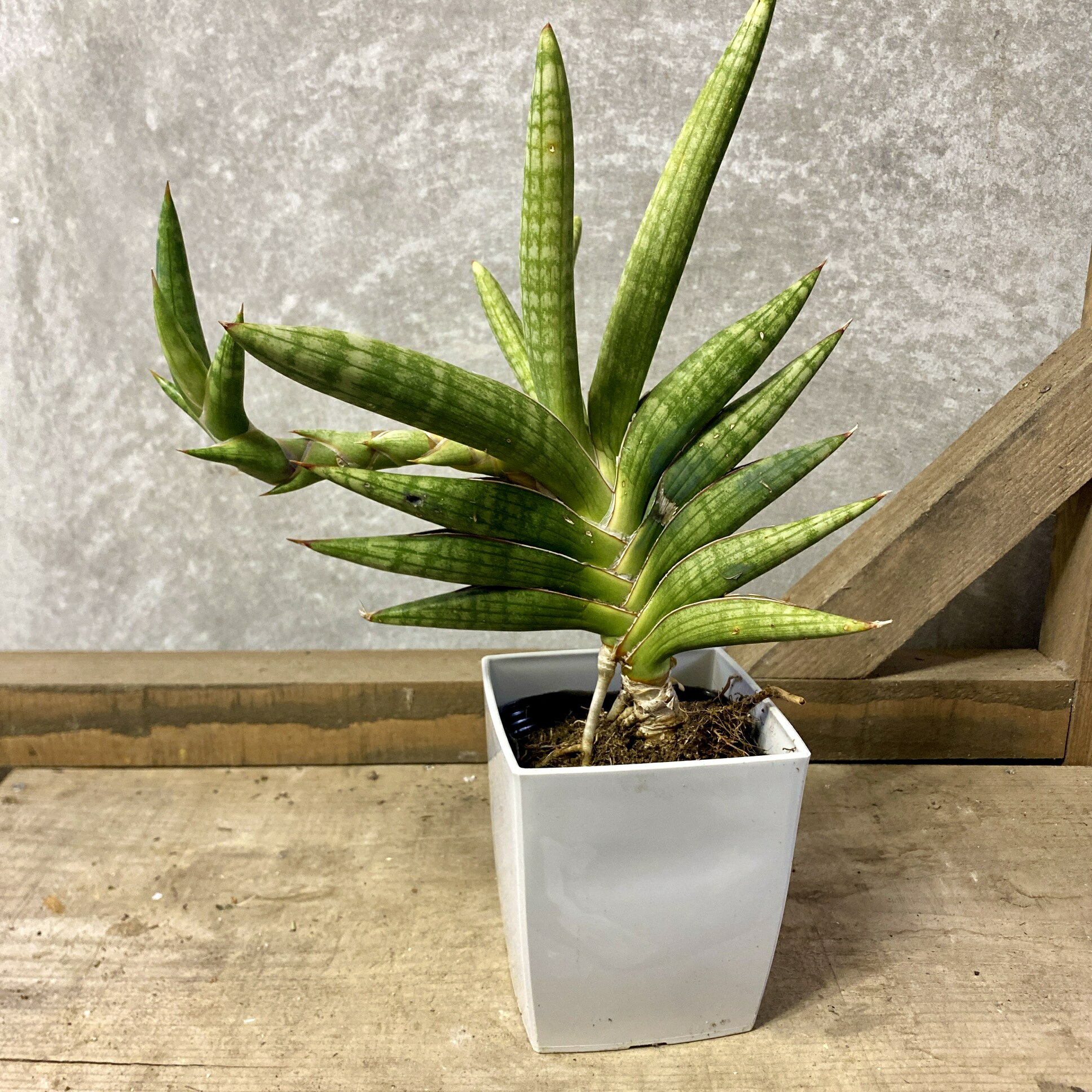 観葉植物　サンスベリア　モトムケニア