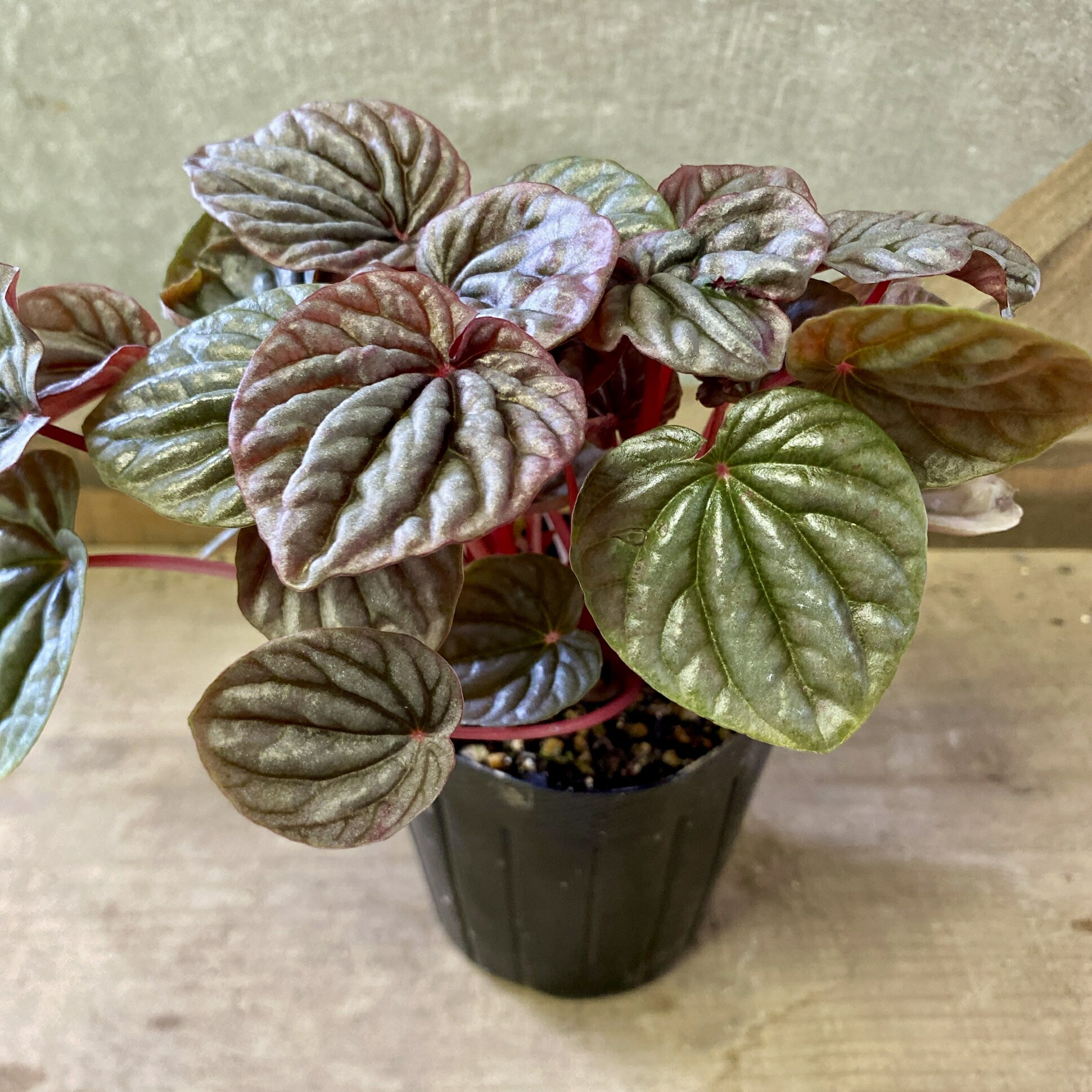 観葉植物　ペペロミア カペラータ　バーガンディ