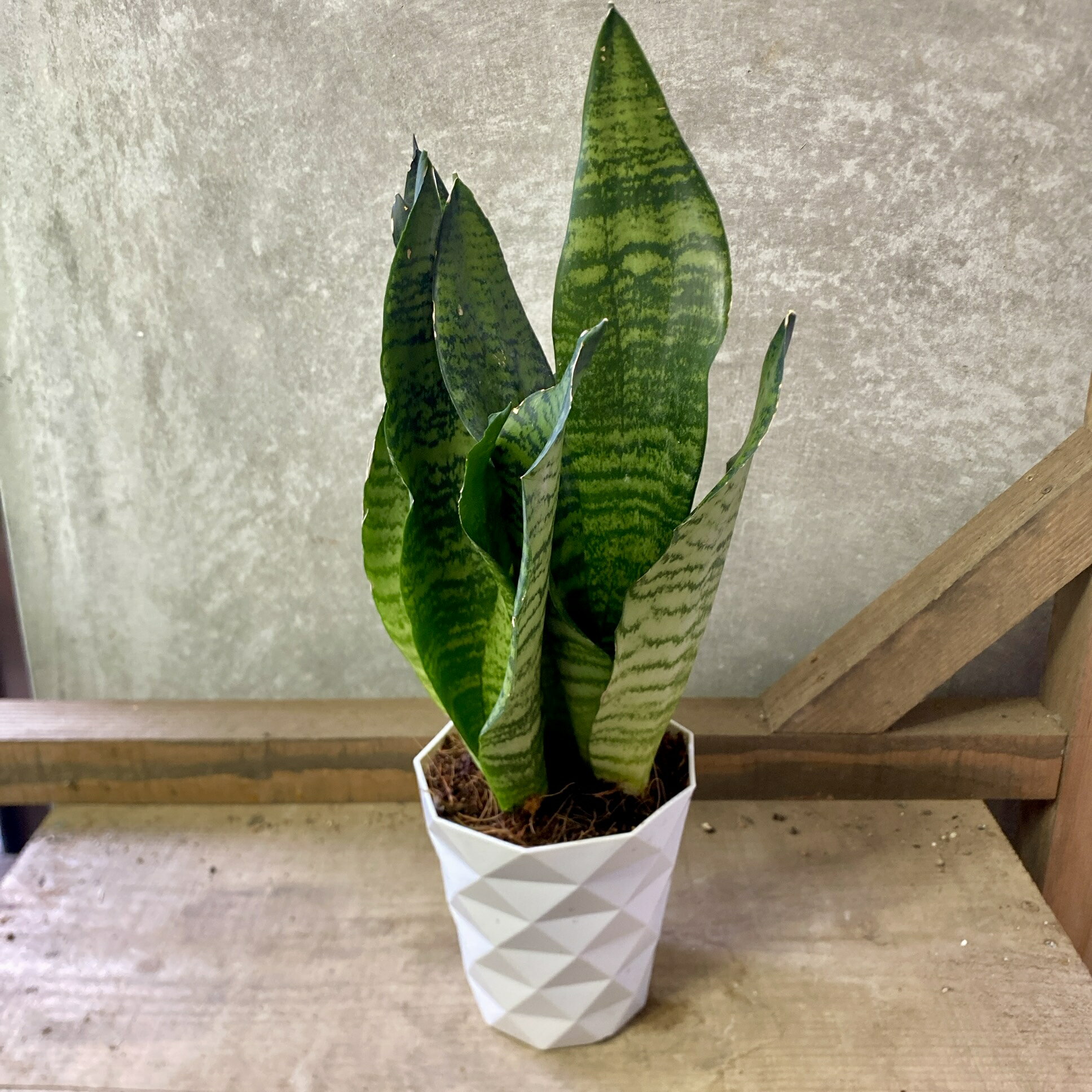 観葉植物　サンスベリア　グリーンコーラル