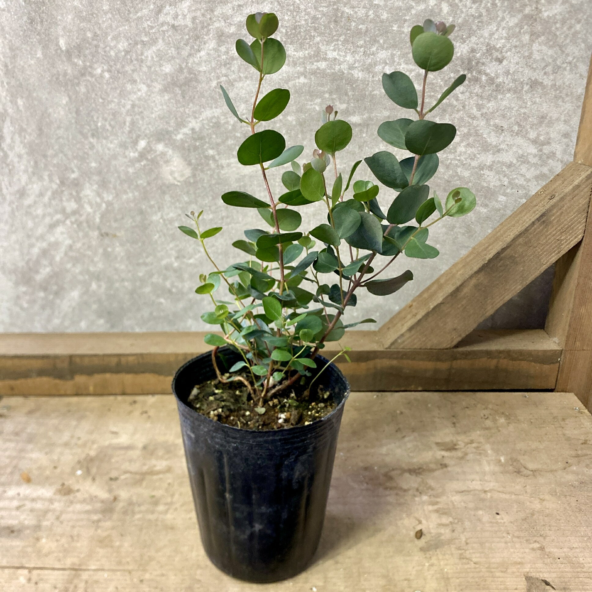 楽天市場】ユーカリ ハート リーフ(花・ガーデン・DIY)の通販 楽天市場】ユーカリ ハート リーフ(花・ガーデン・DIY)の通販