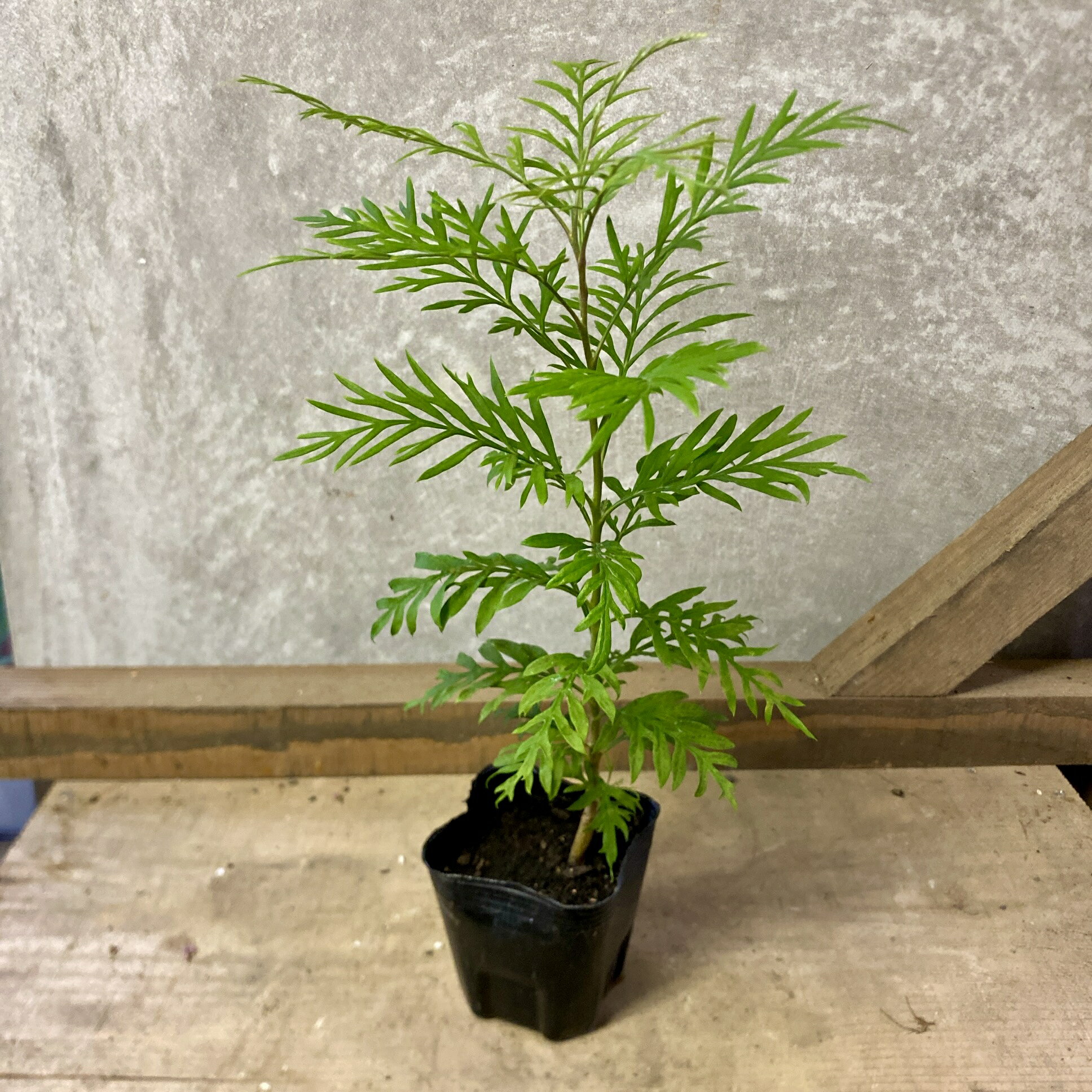 オージープランツ　グレビレア　ロブスタ