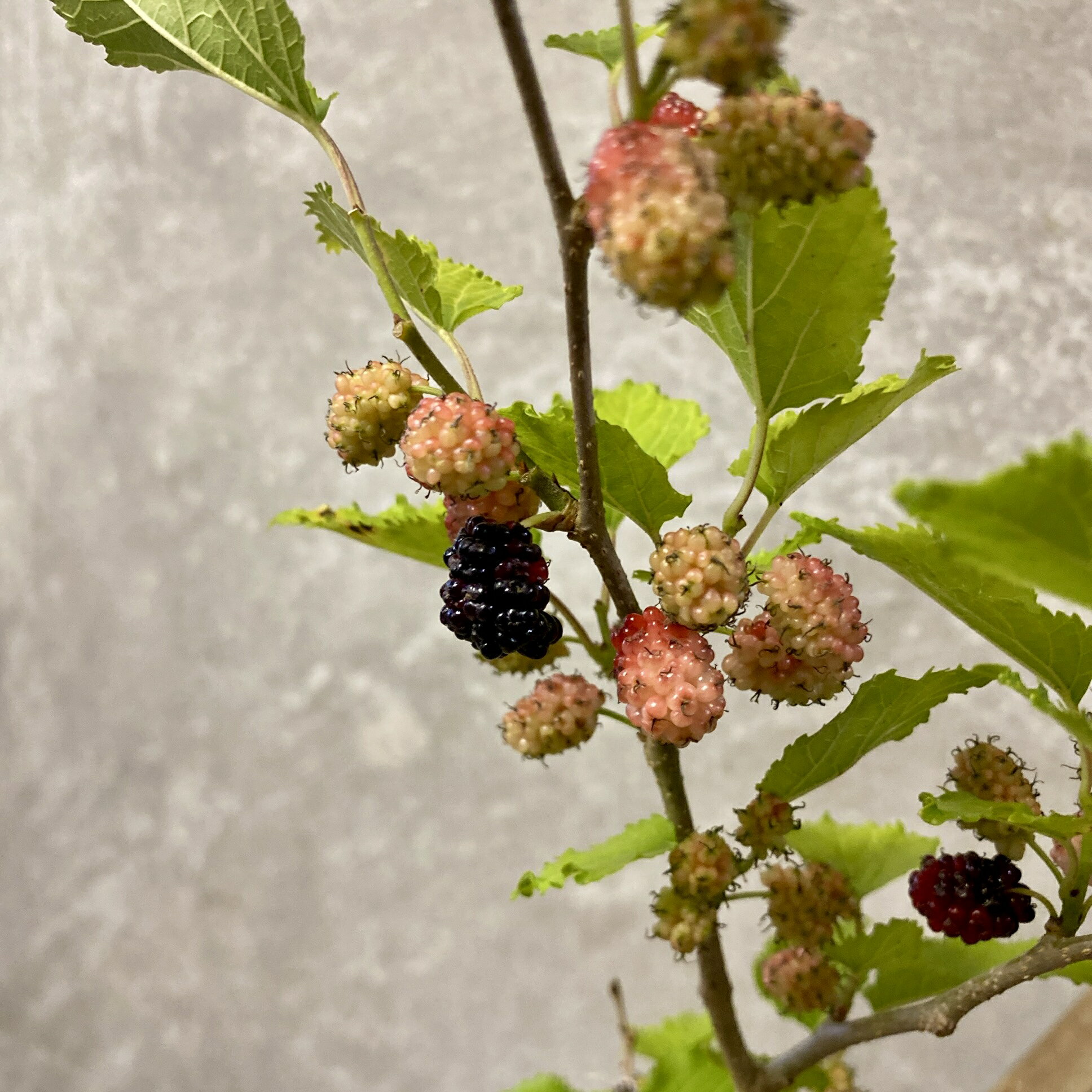 果樹　スイートマルベリー